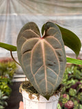 Anthurium 'Magnificum' - Holiday Corner