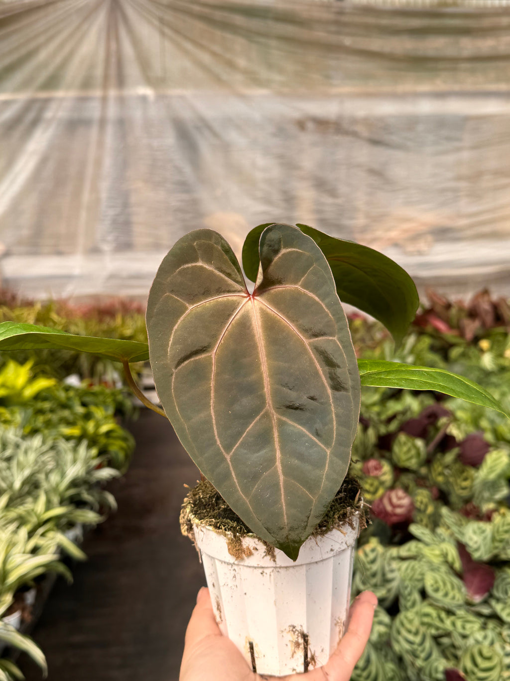 Anthurium 'Magnificum' - Holiday Corner