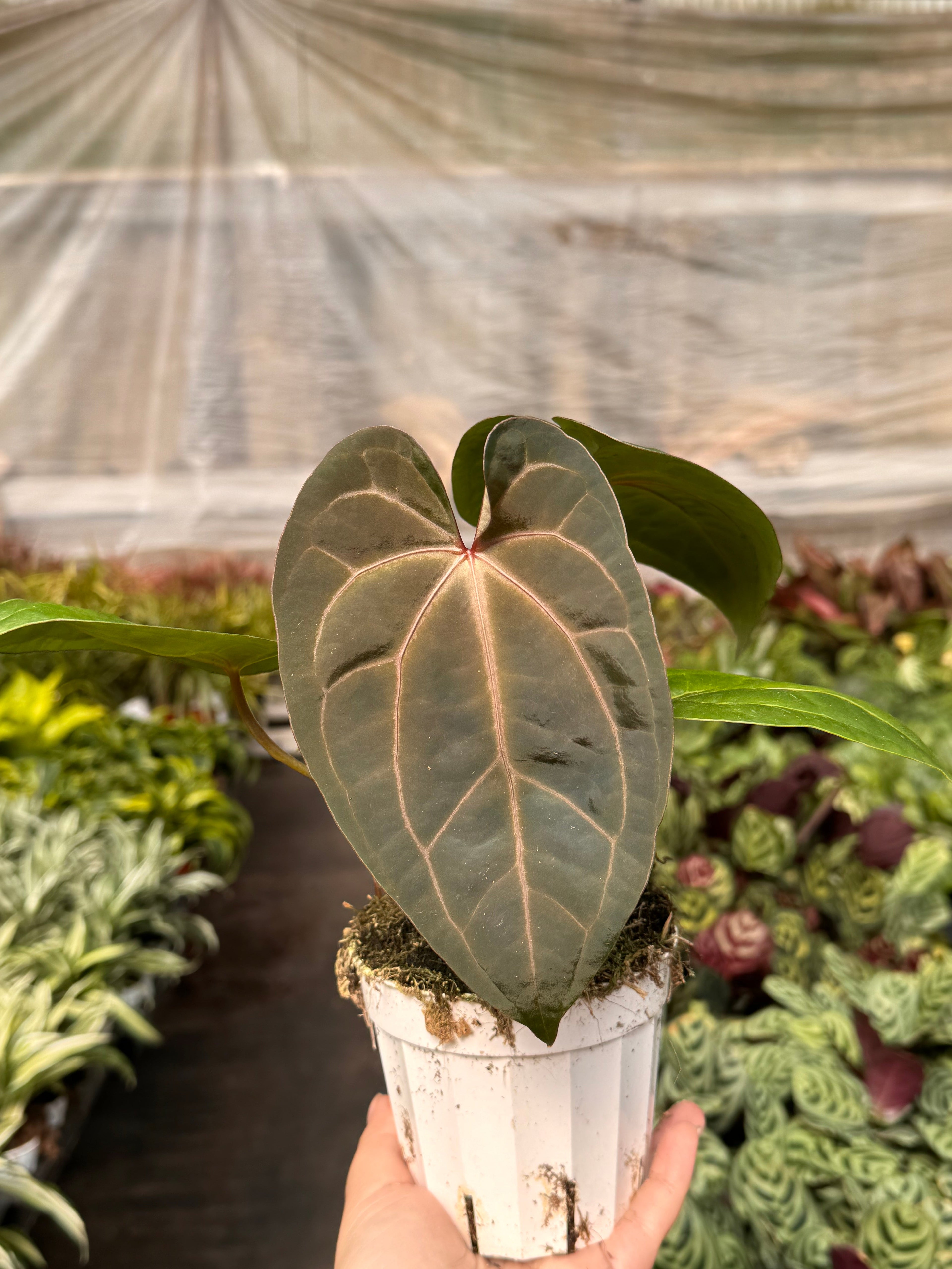 Anthurium 'Magnificum' - Holiday Corner