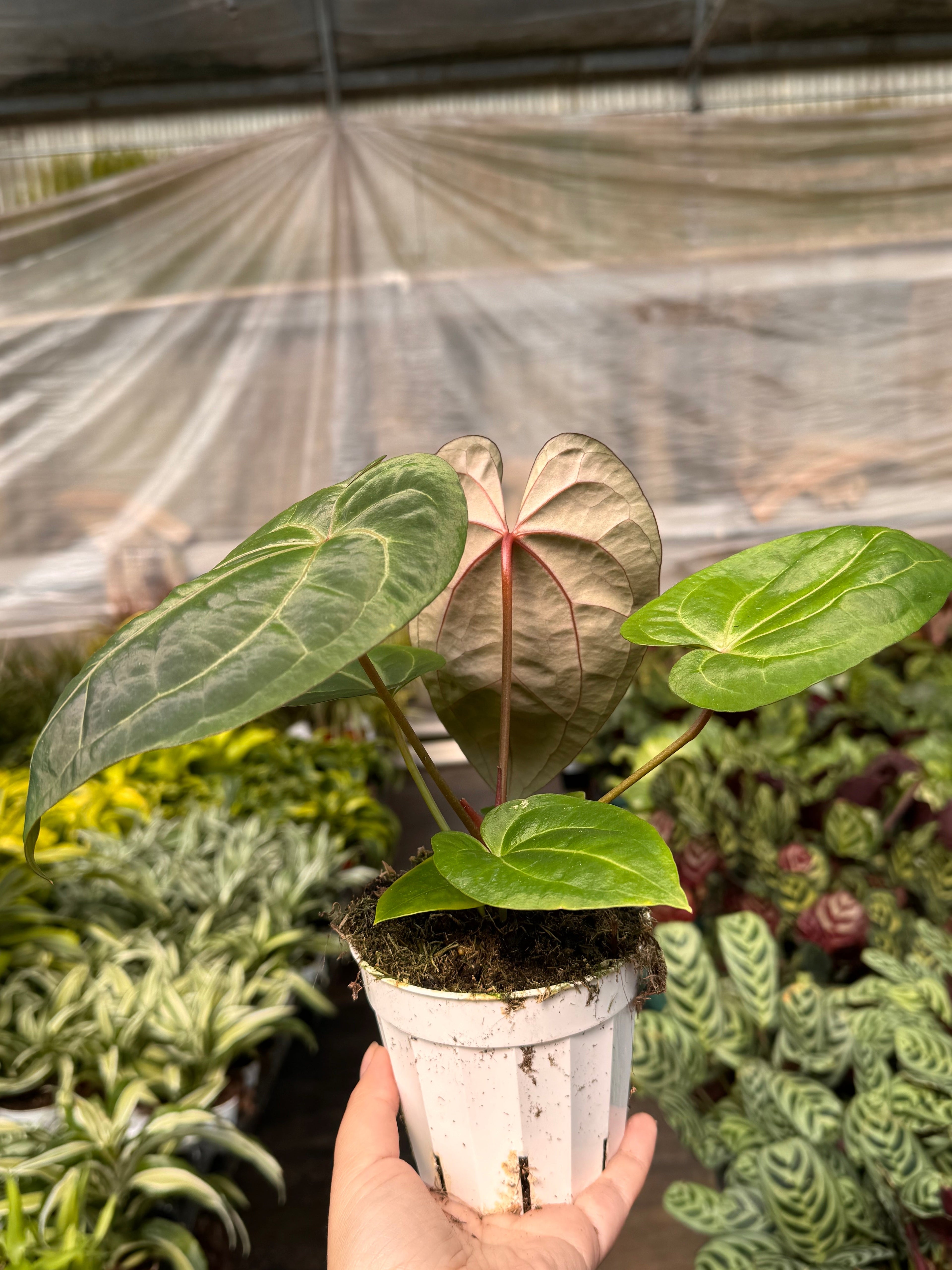 Anthurium 'Magnificum' - Holiday Corner
