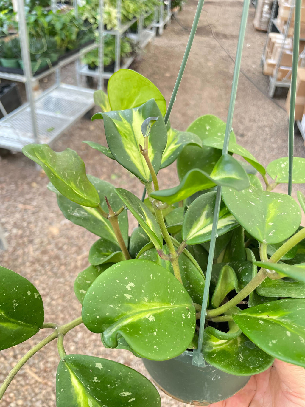 Hoya Obovata Reverse - Holiday Corner