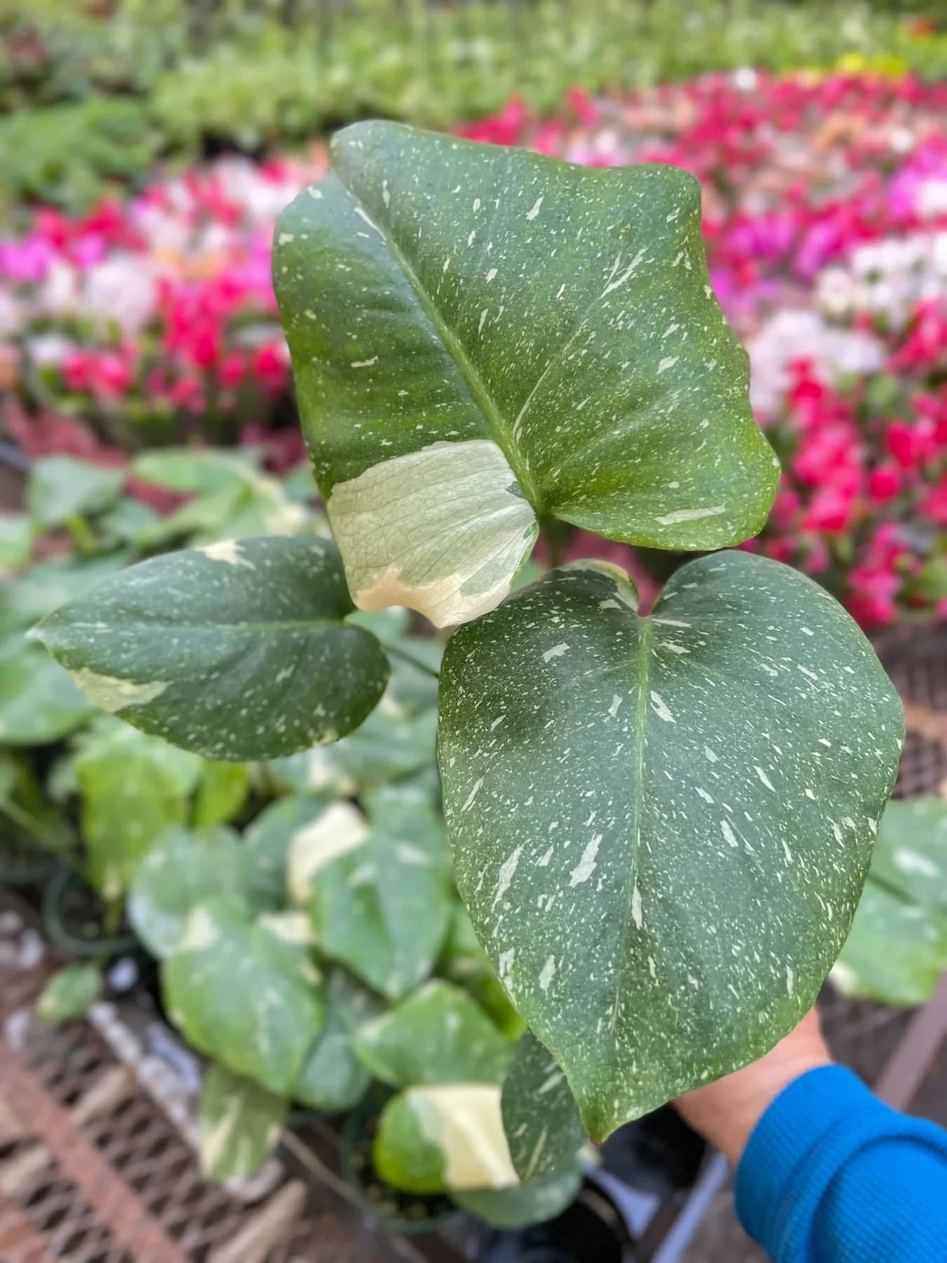 Monstera 'Thai Constellation' - Holiday Corner