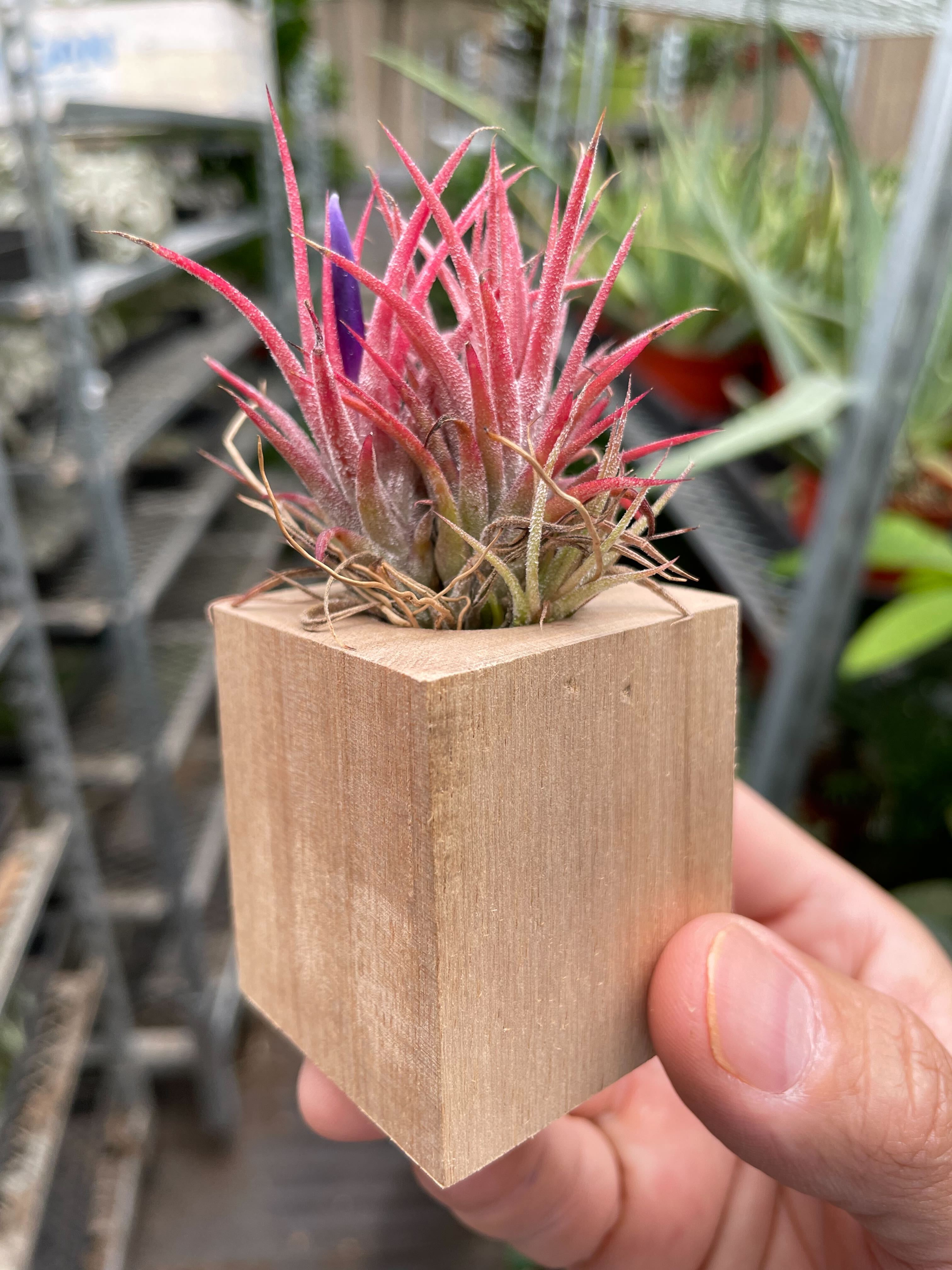 Tillandsia Air Plant Ionantha in Magnetic Wood Planter - Holiday Corner