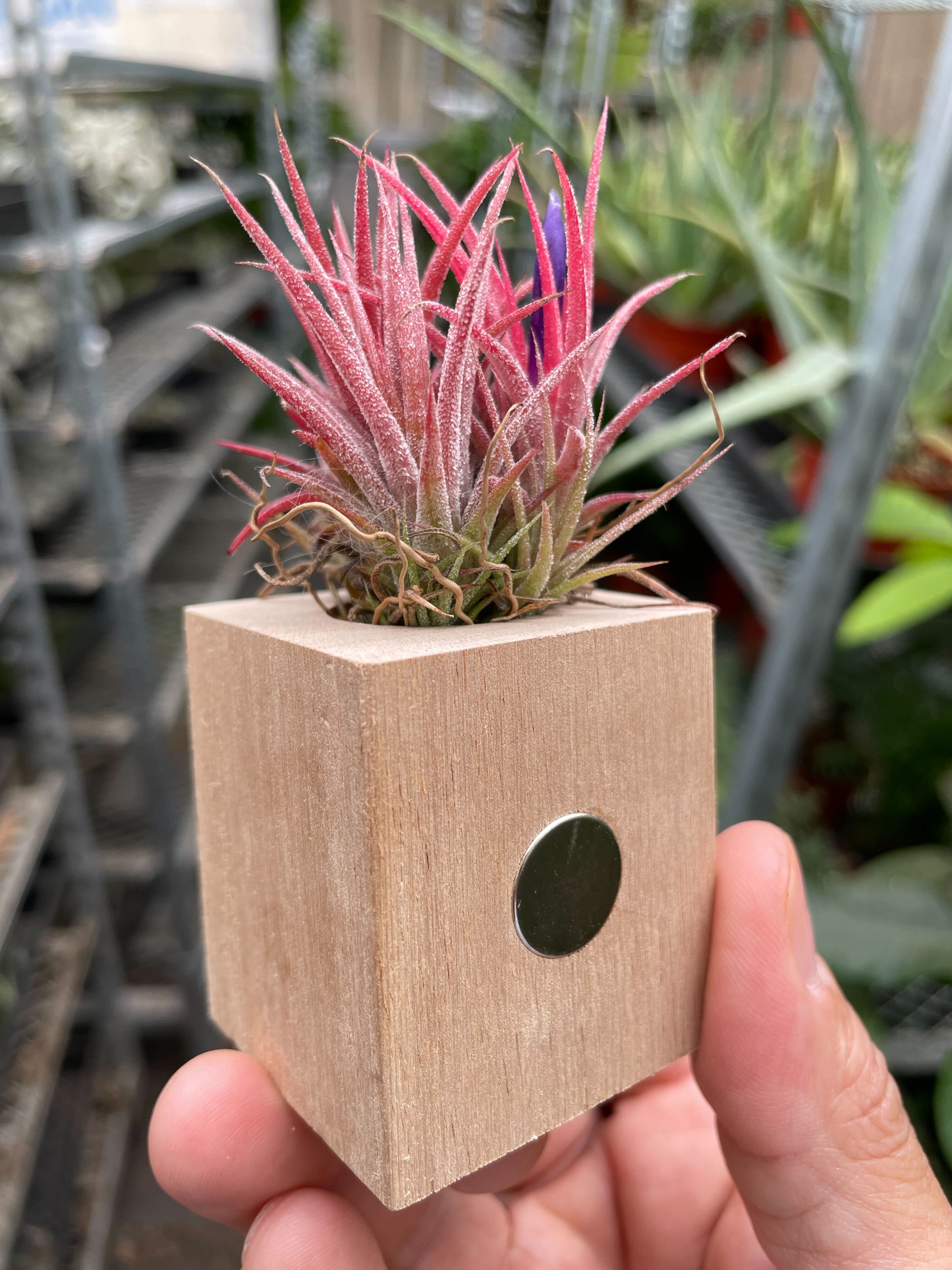 Tillandsia Air Plant Ionantha in Magnetic Wood Planter - Holiday Corner