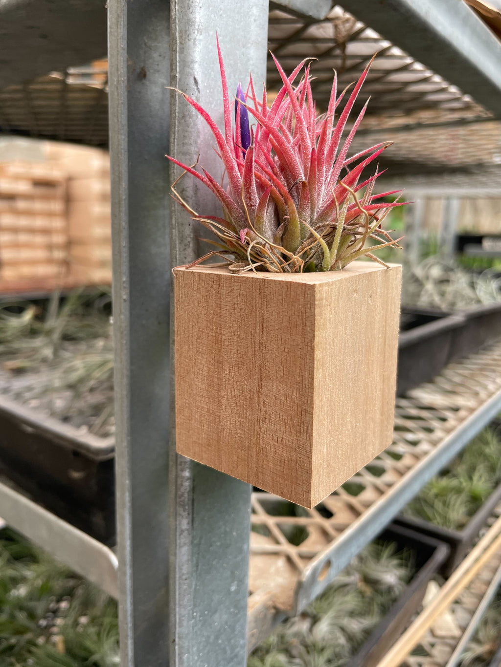 Tillandsia Air Plant Ionantha in Magnetic Wood Planter - Holiday Corner