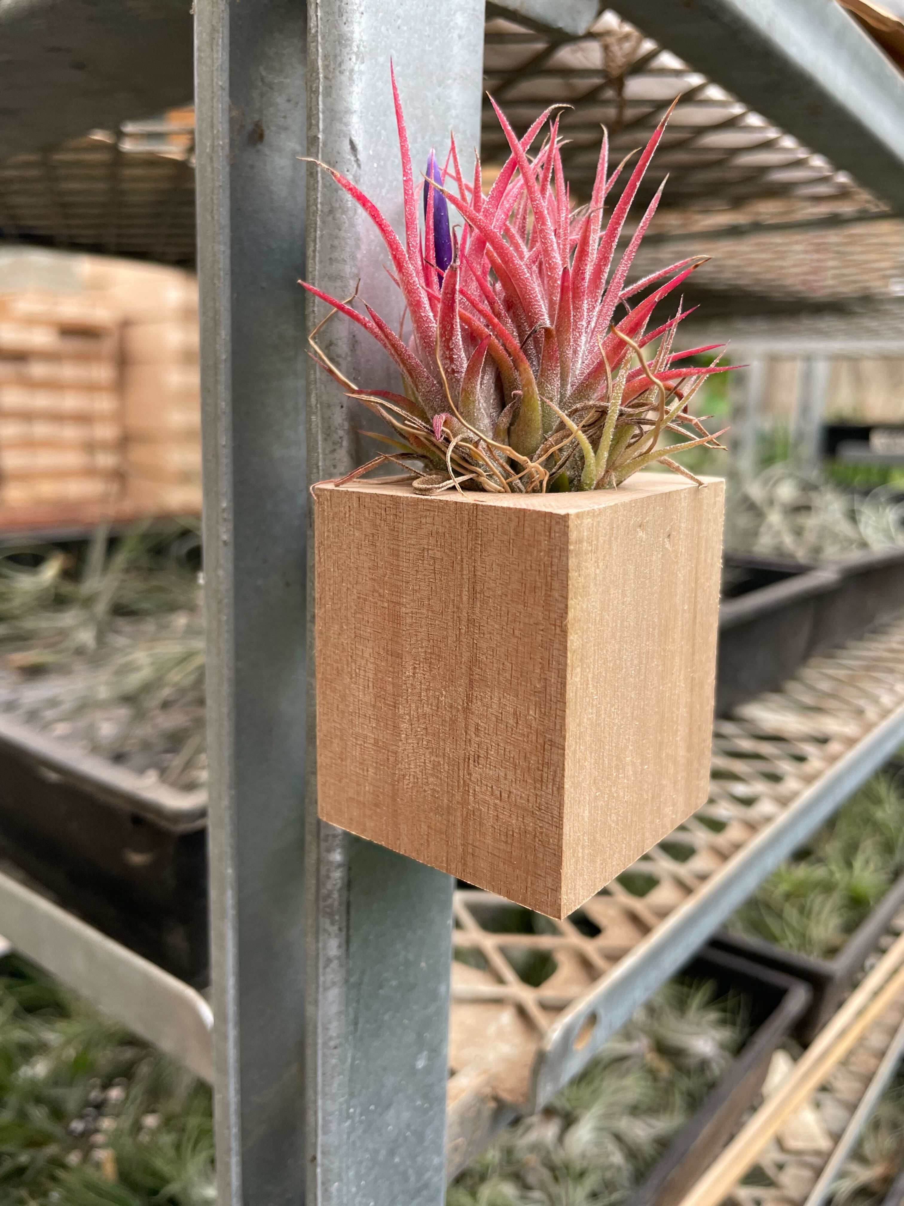 Tillandsia Air Plant Ionantha in Magnetic Wood Planter - Holiday Corner