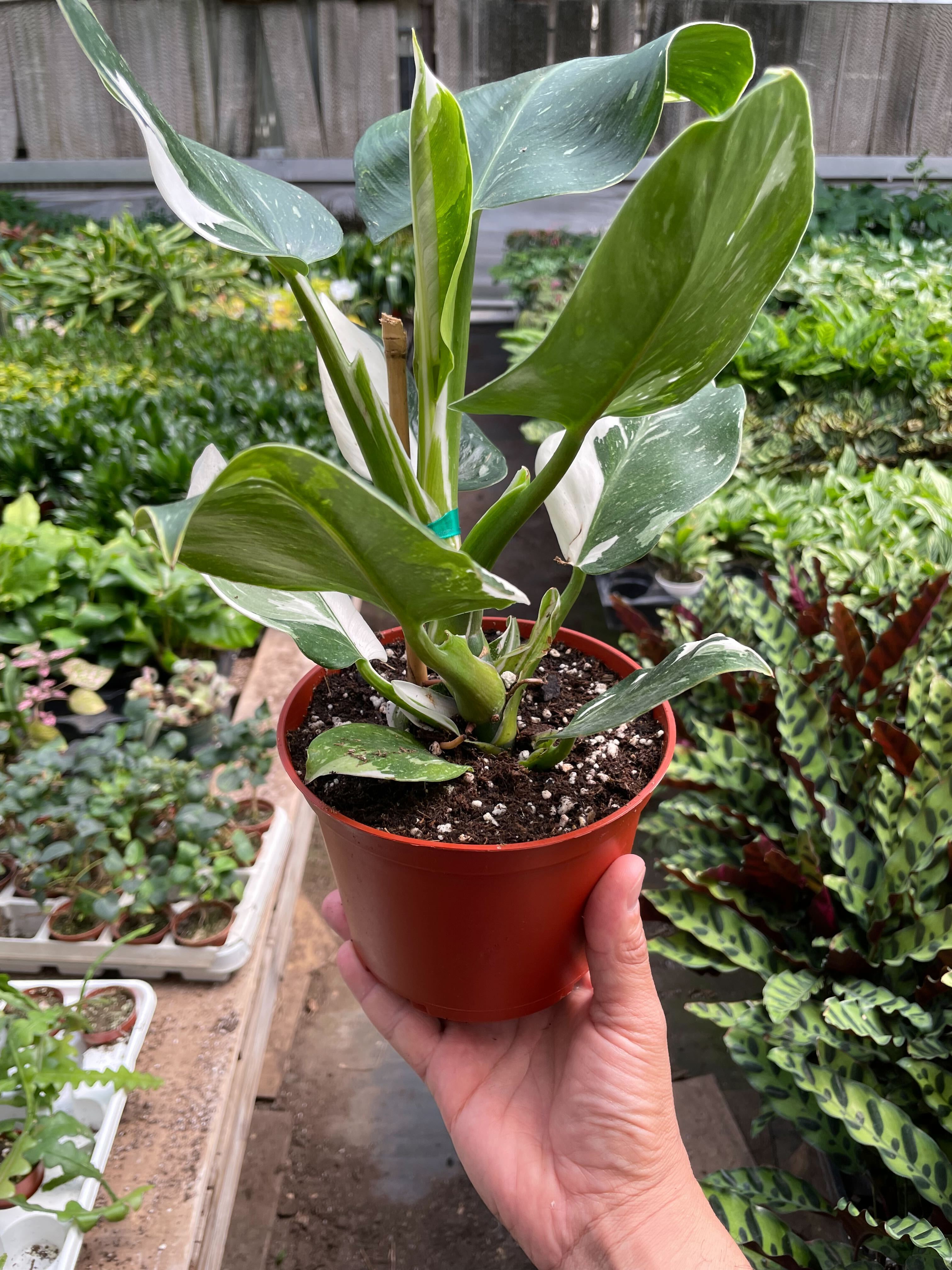 Philodendron 'White Wizard' - Holiday Corner