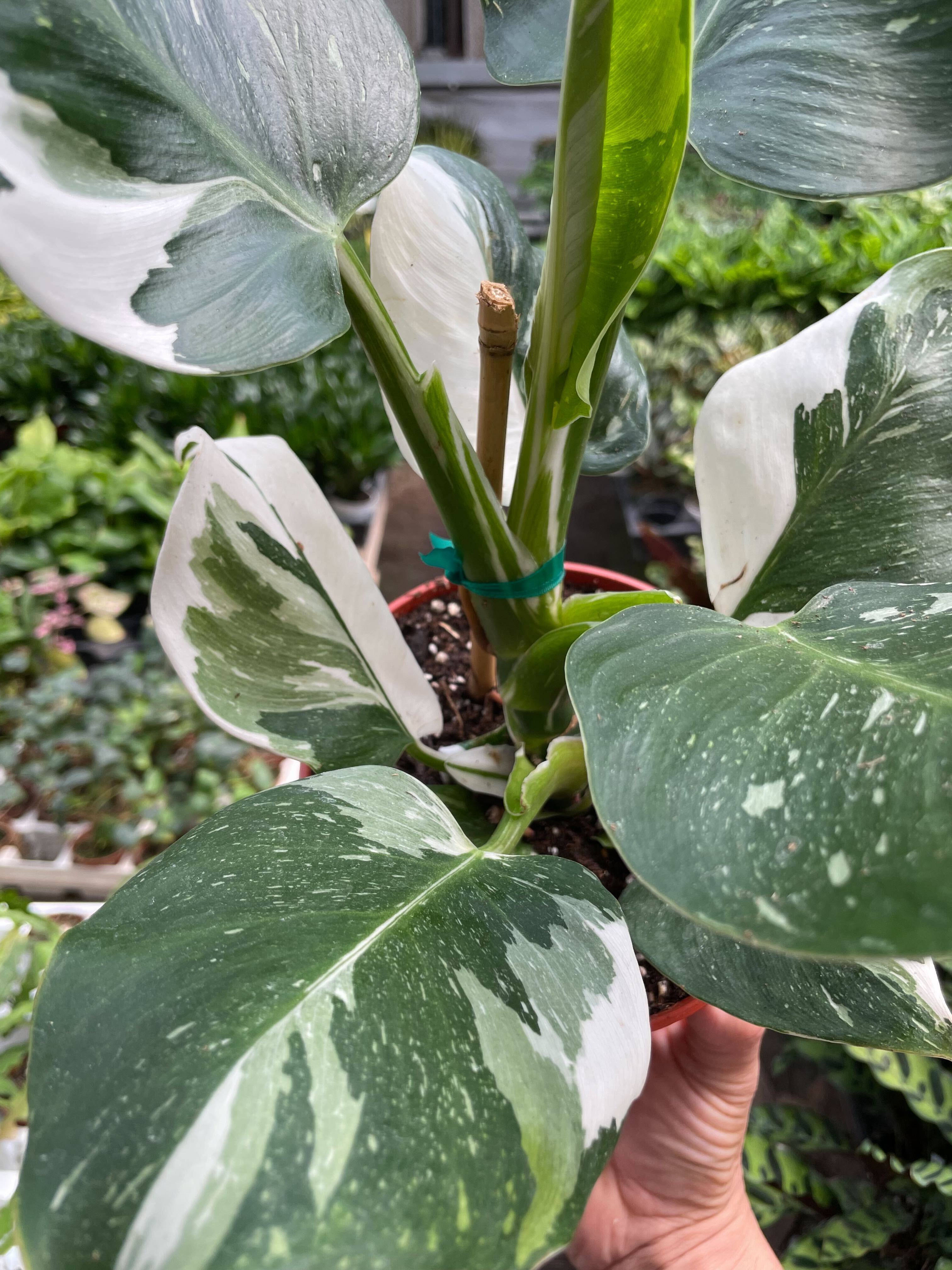 Philodendron 'White Wizard' - Holiday Corner