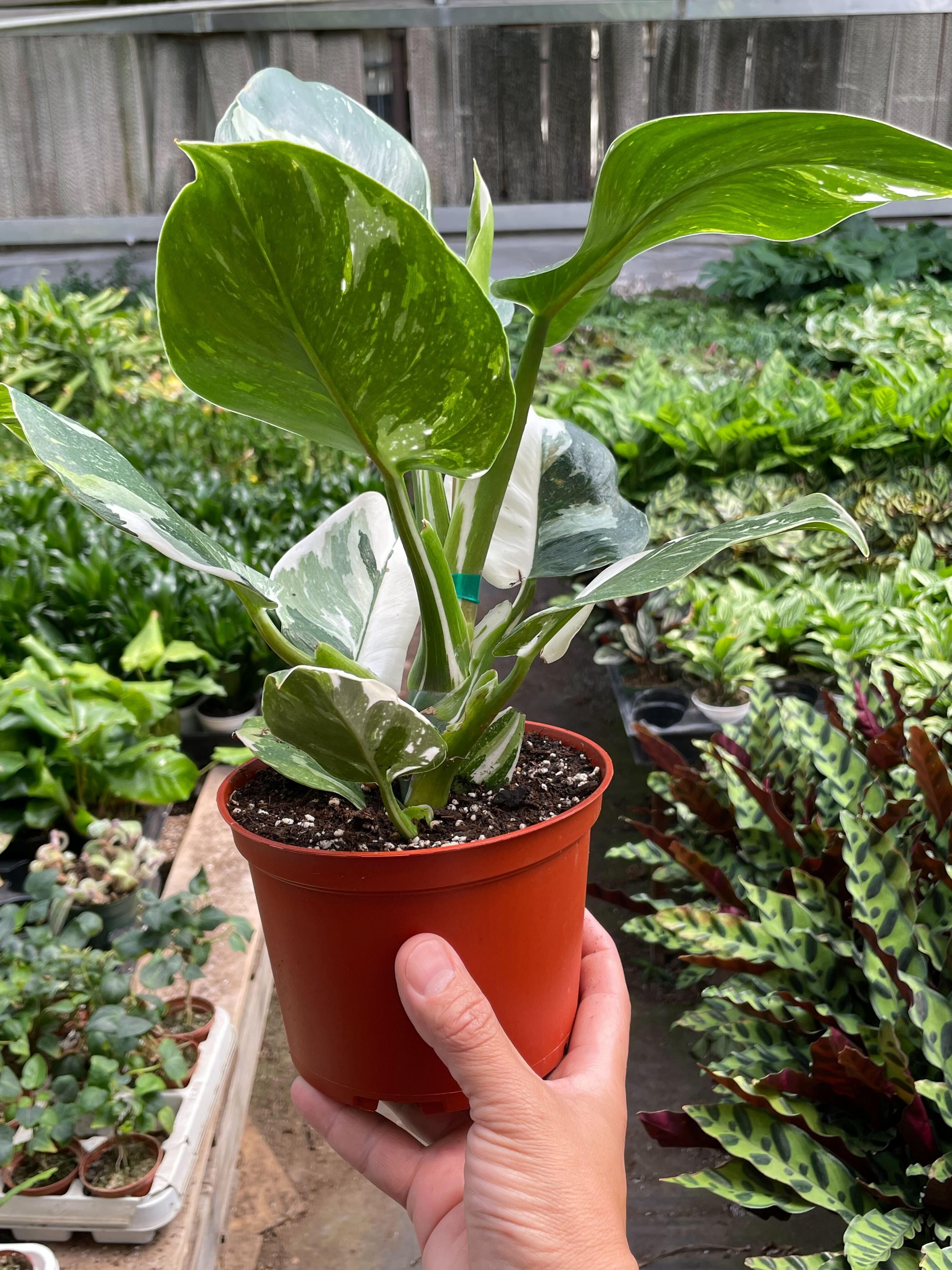 Philodendron 'White Wizard' - Holiday Corner