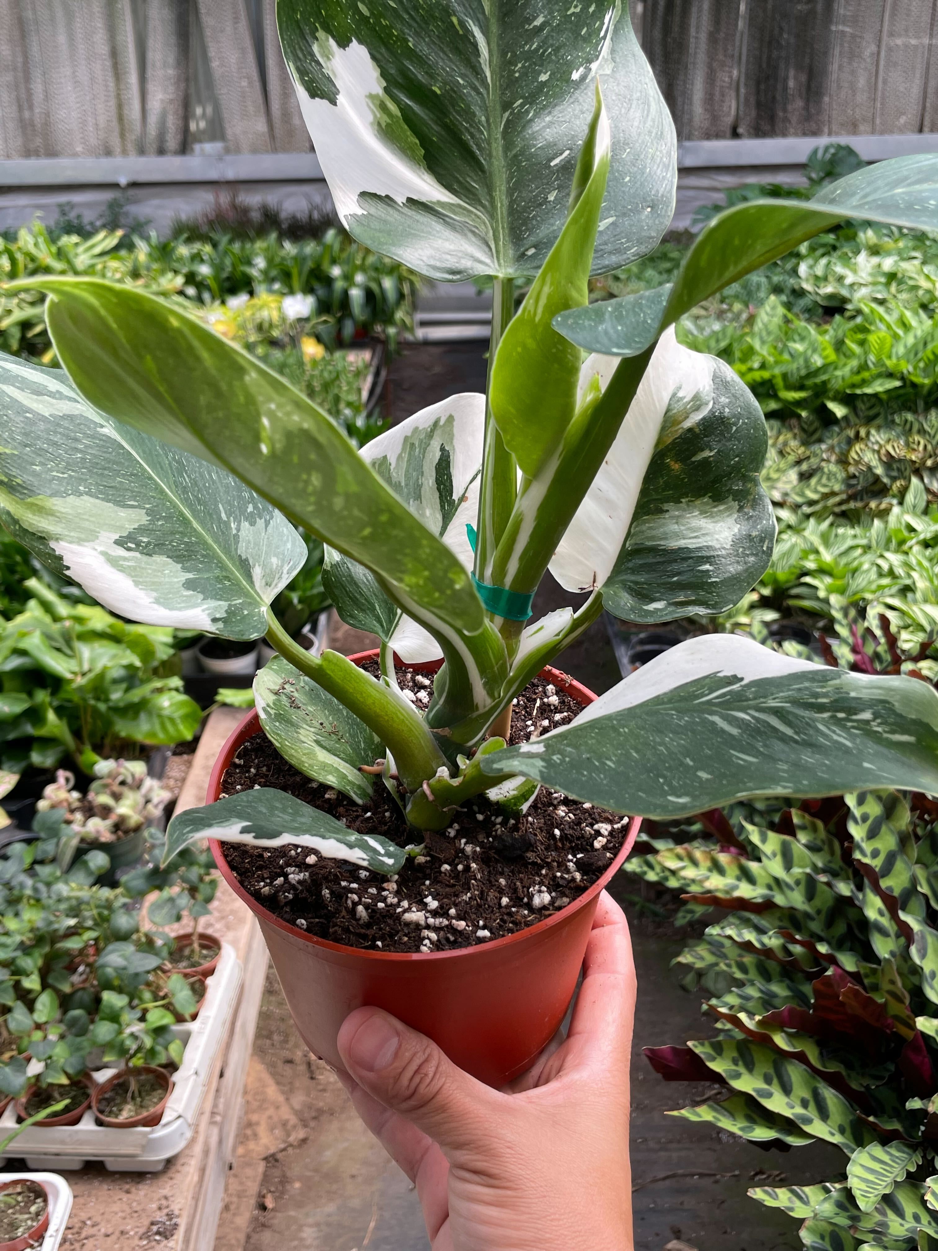 Philodendron 'White Wizard' - Holiday Corner