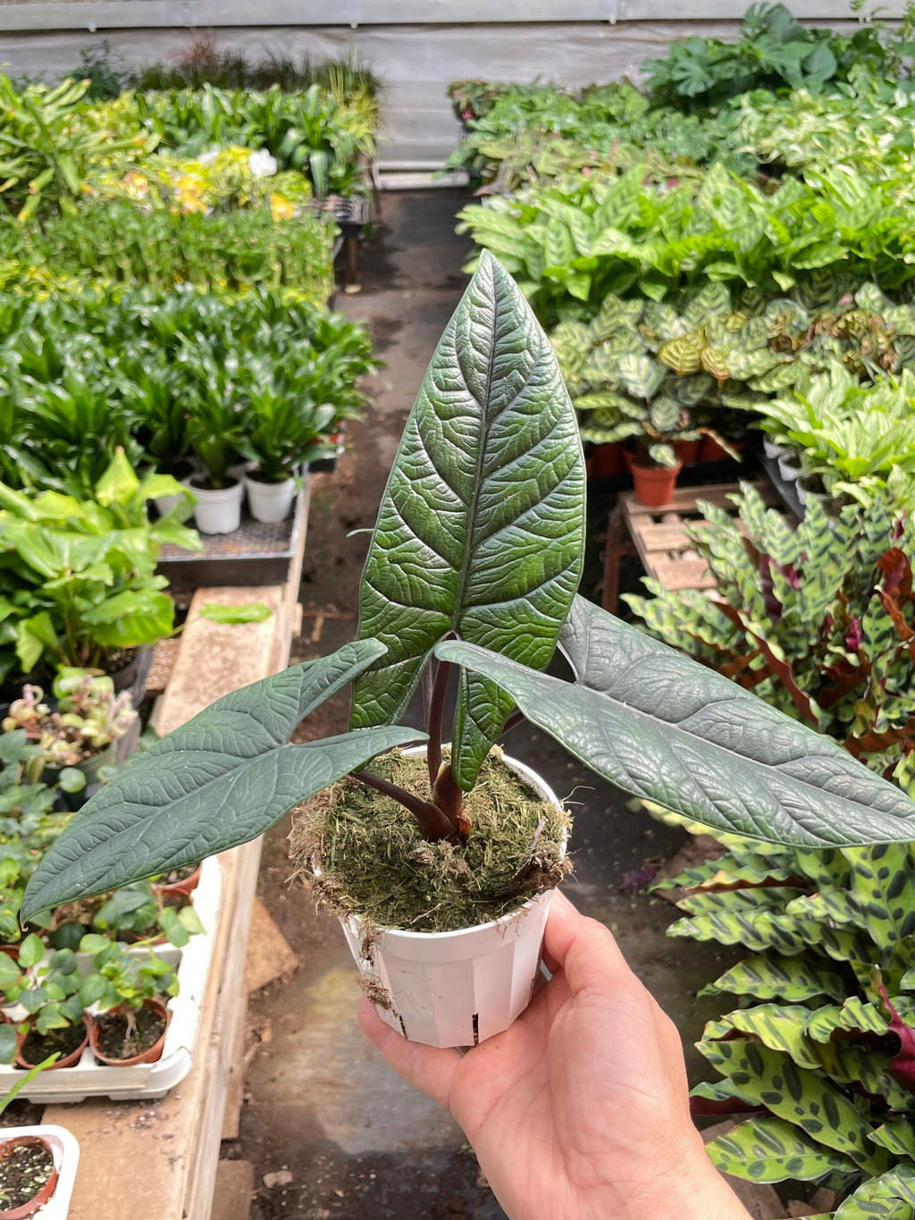 Alocasia 'Scalprum' - Holiday Corner