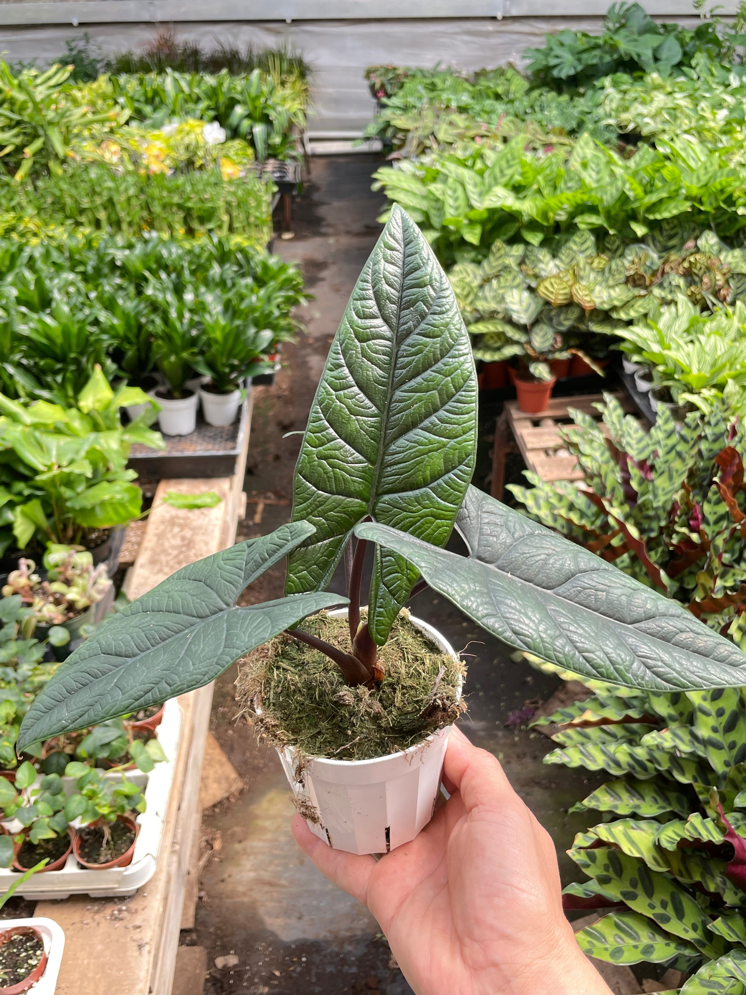 Alocasia 'Scalprum' - Holiday Corner