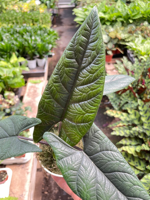 Alocasia 'Scalprum' - Holiday Corner