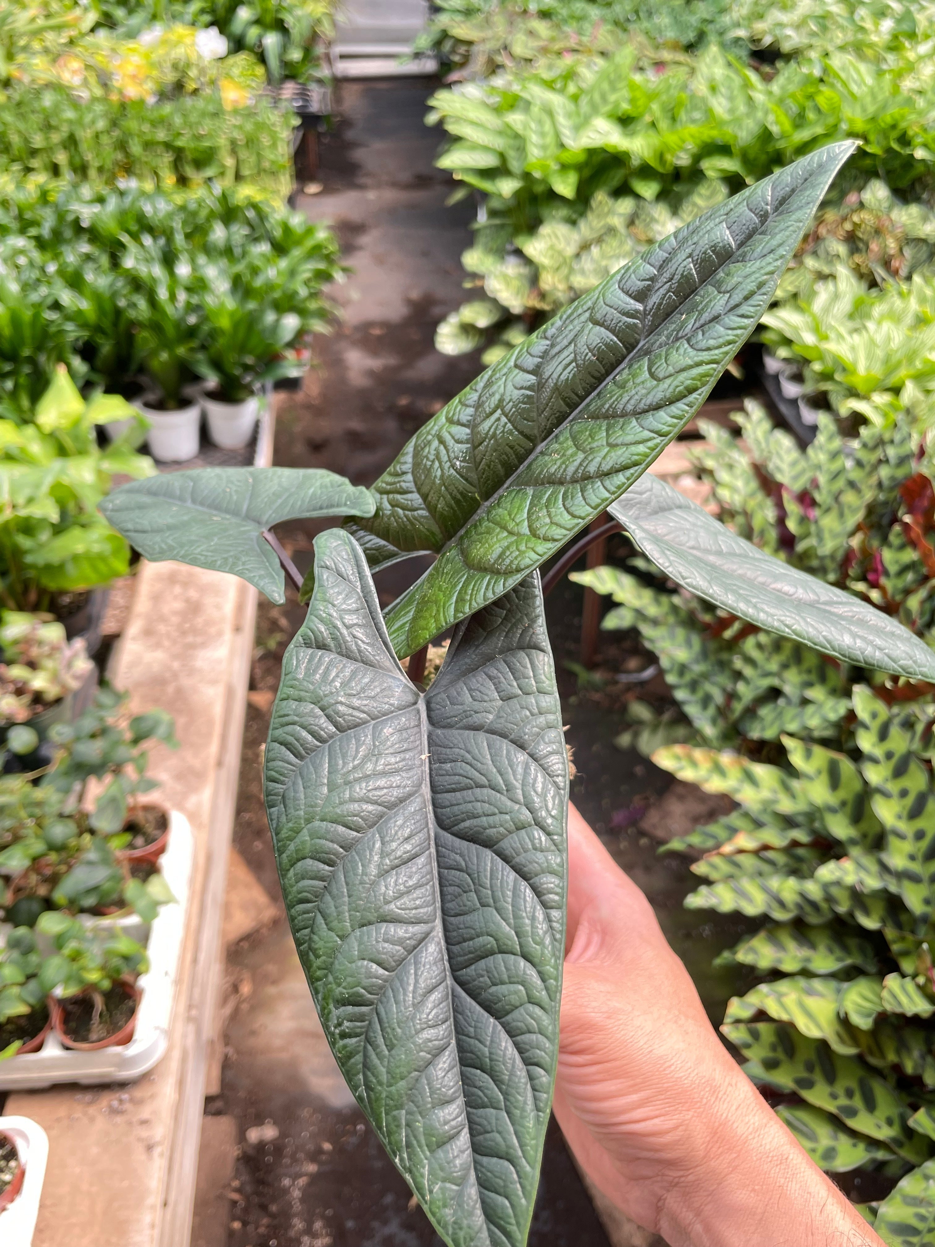 Alocasia 'Scalprum' - Holiday Corner