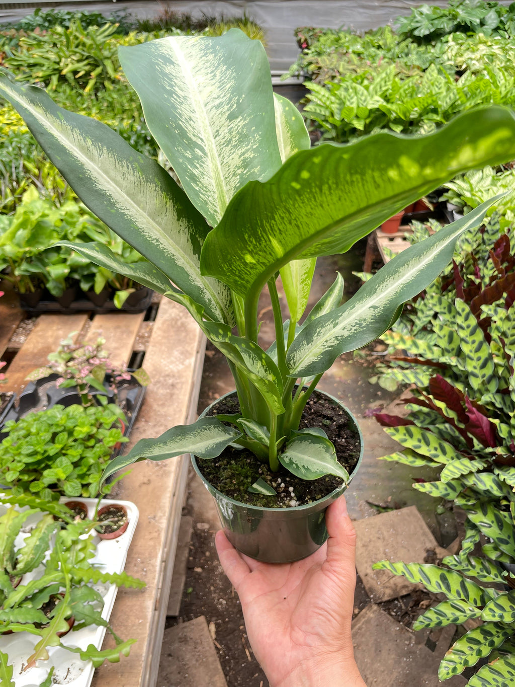 Dieffenbachia Panther - Holiday Corner