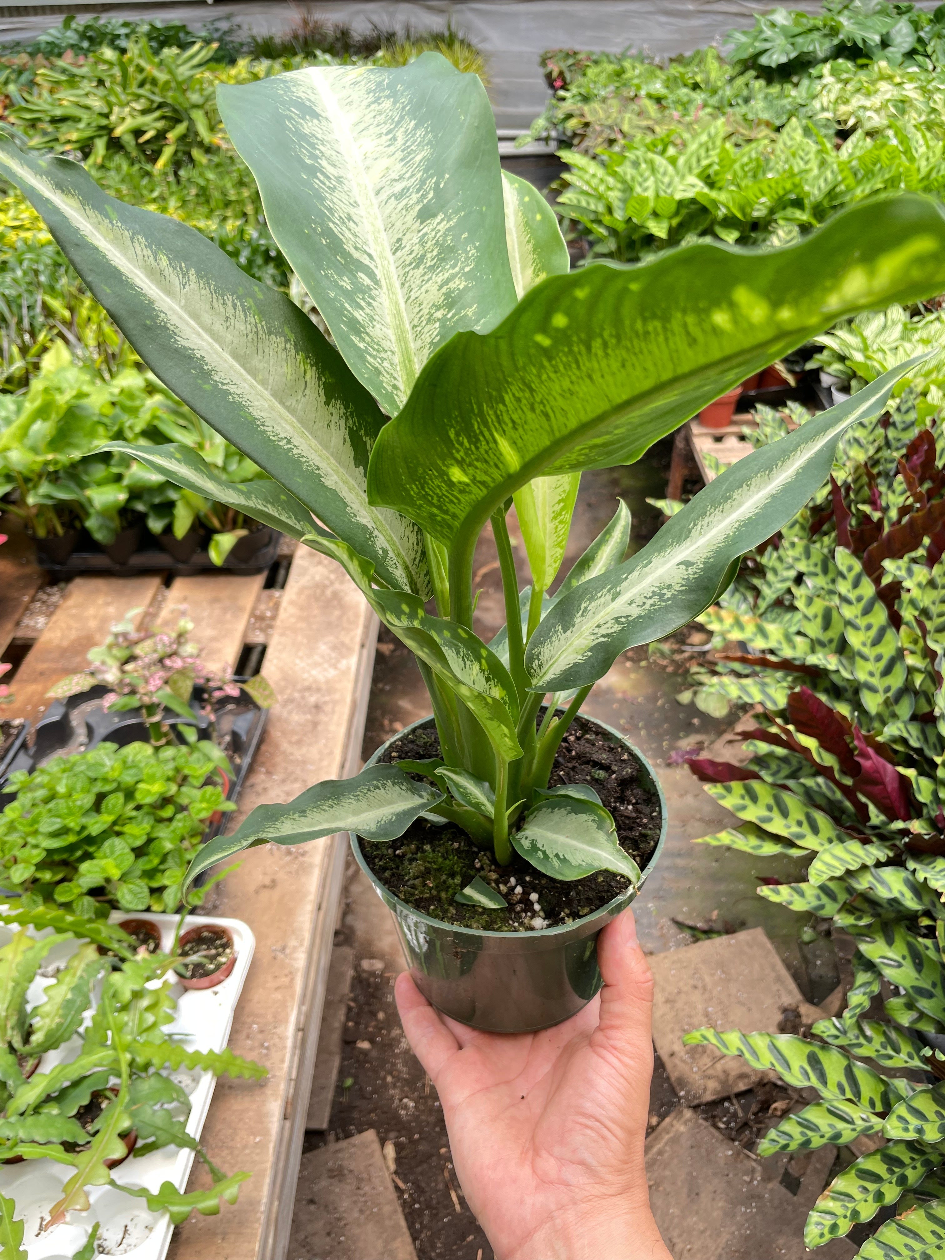Dieffenbachia Panther - Holiday Corner