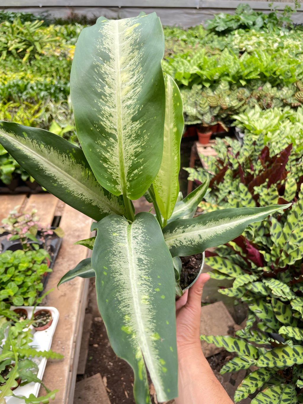 Dieffenbachia Panther - Holiday Corner