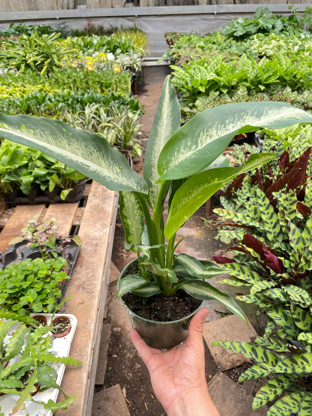 Dieffenbachia Panther - Holiday Corner