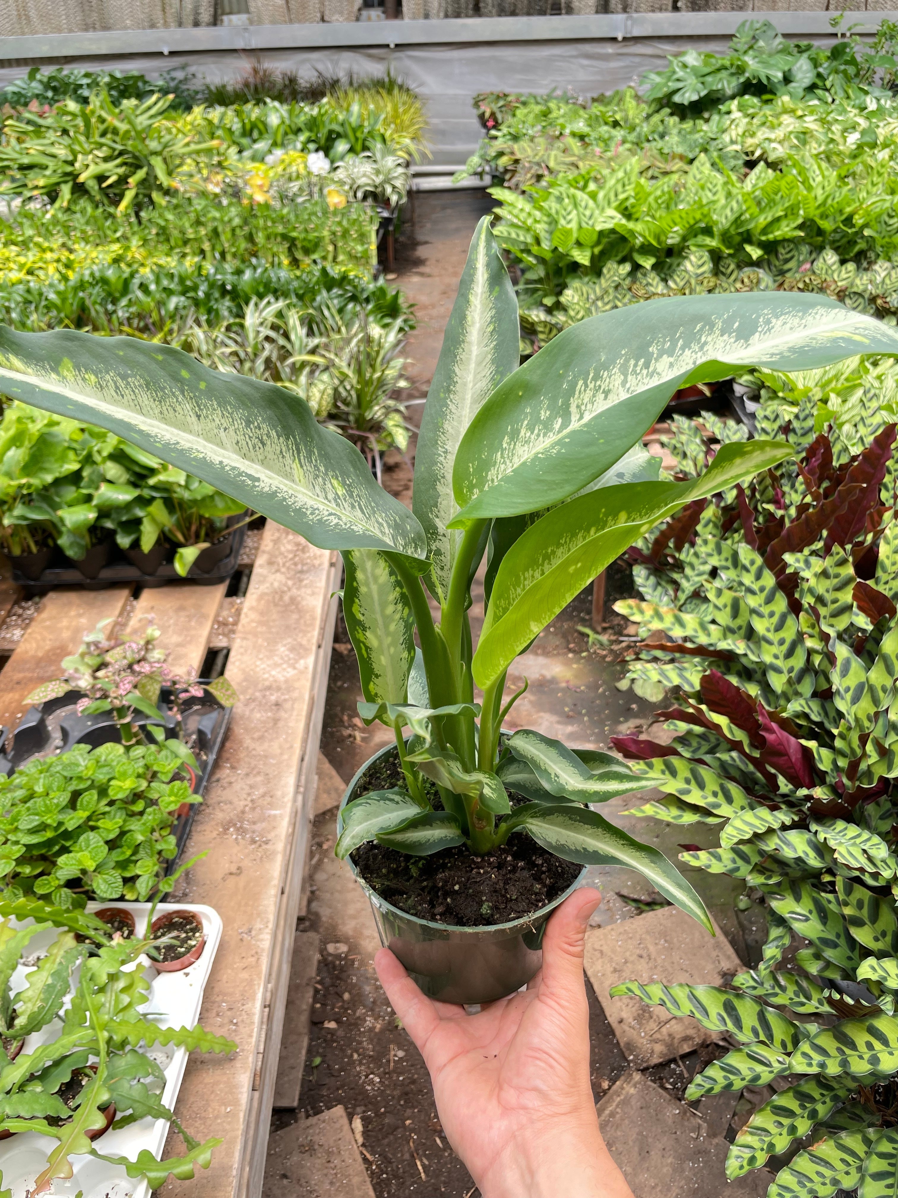 Dieffenbachia Panther - Holiday Corner