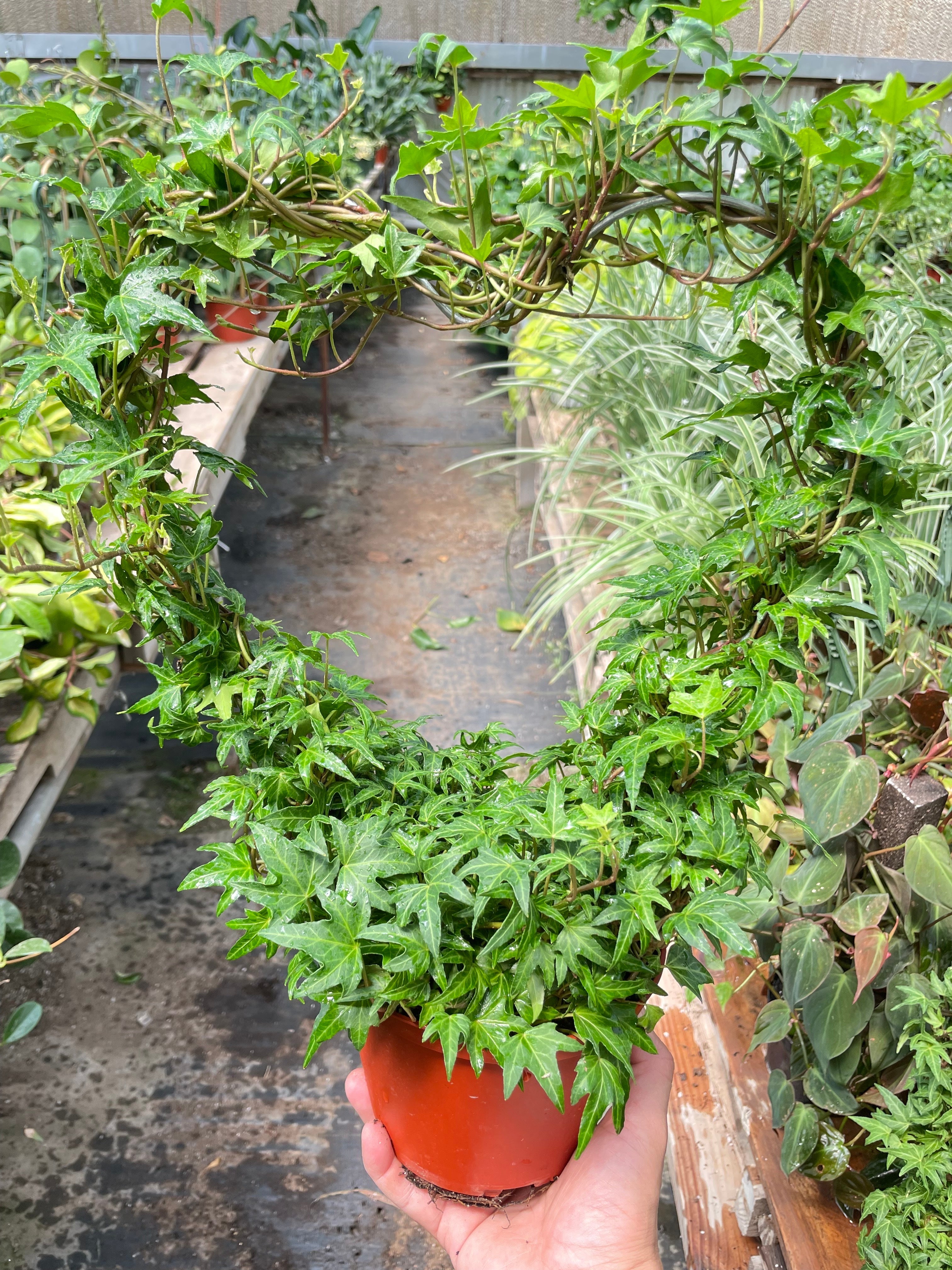 Ivy Green Topiary Heart - Holiday Corner