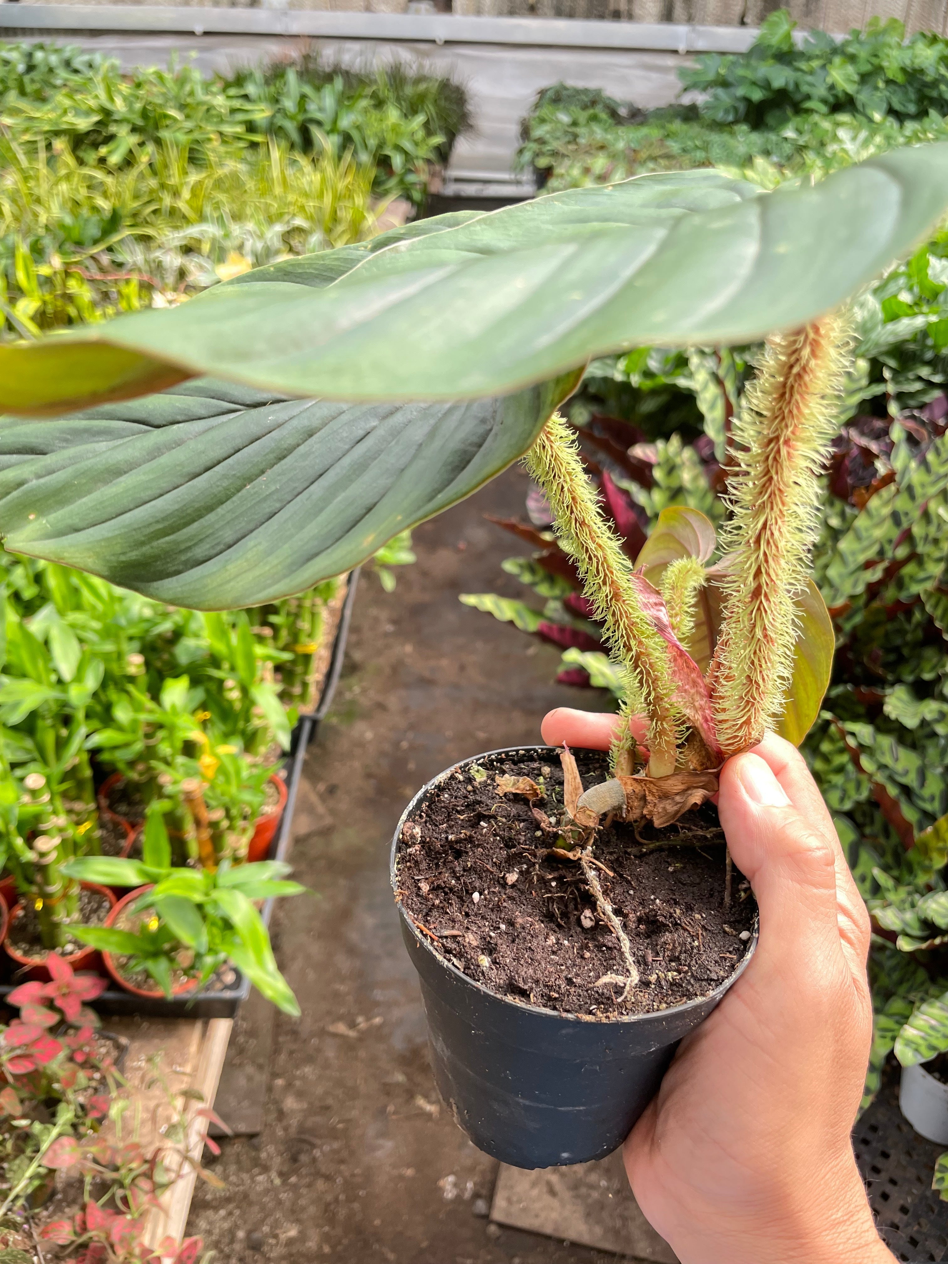 Philodendron 'Serpens' - Holiday Corner