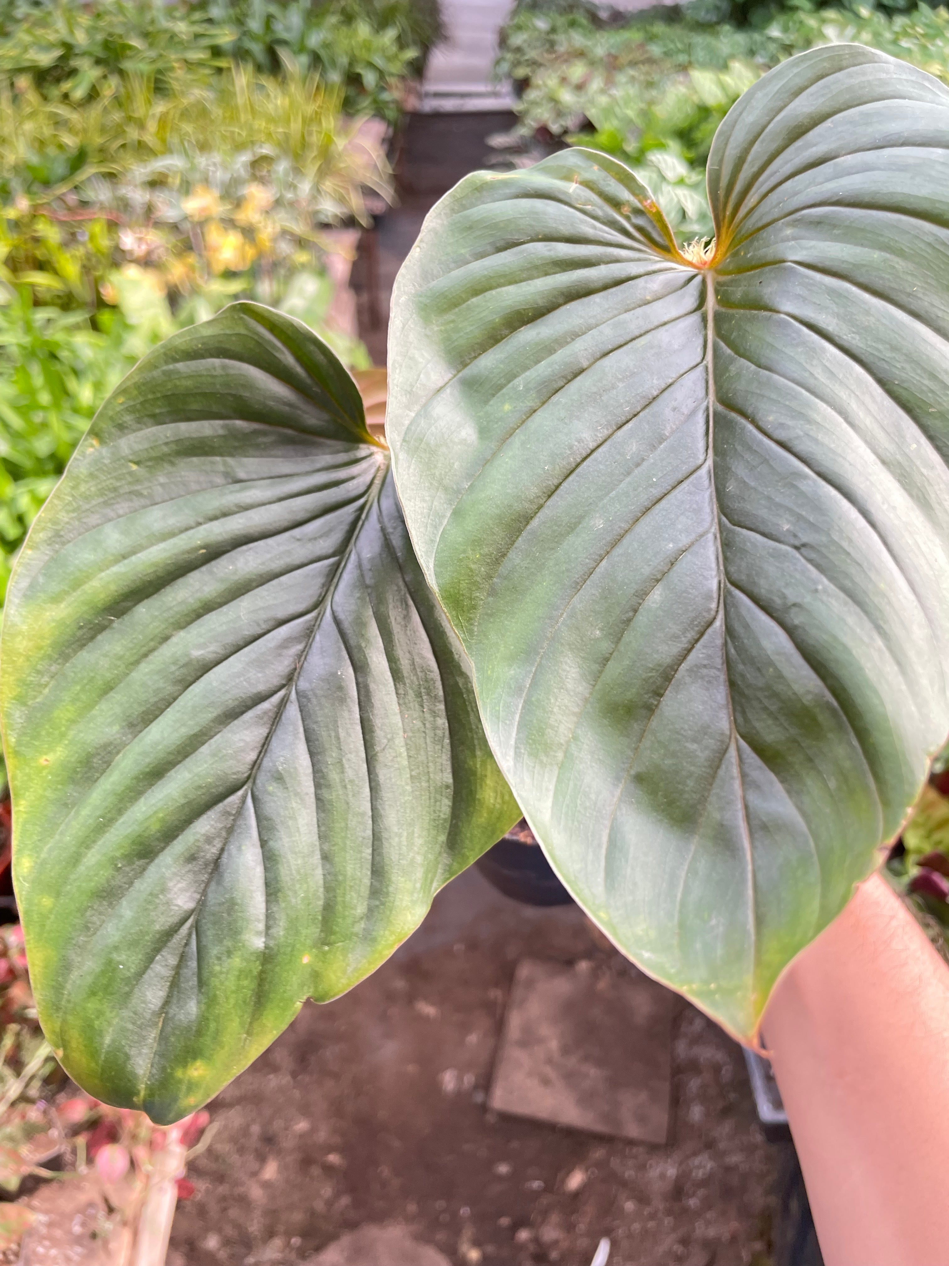 Philodendron 'Serpens' - Holiday Corner