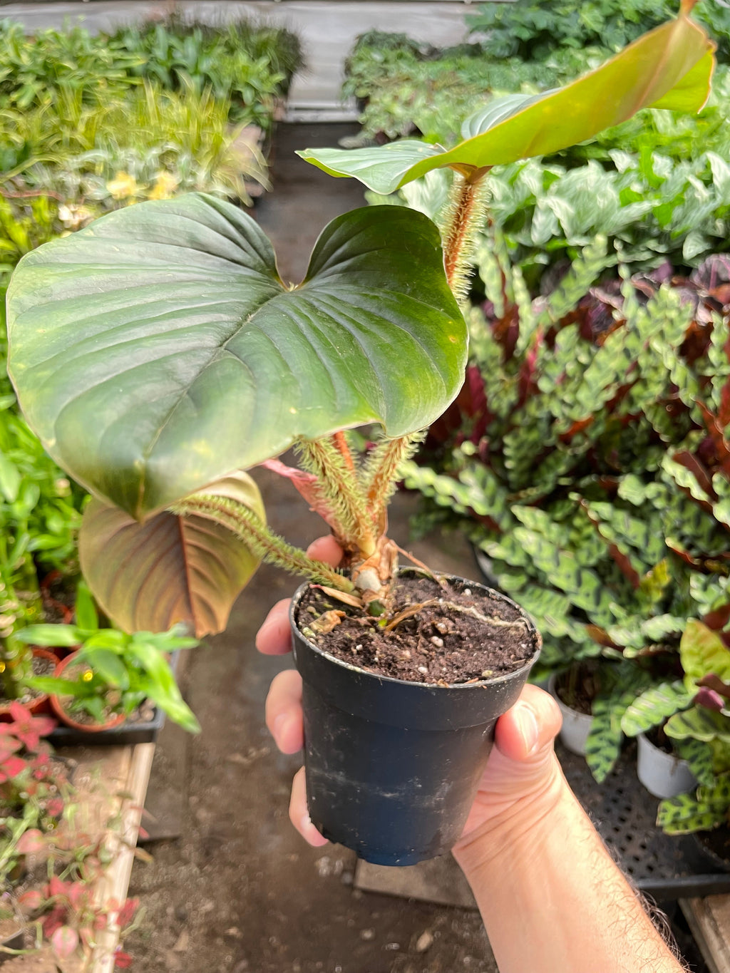 Philodendron 'Serpens' - Holiday Corner