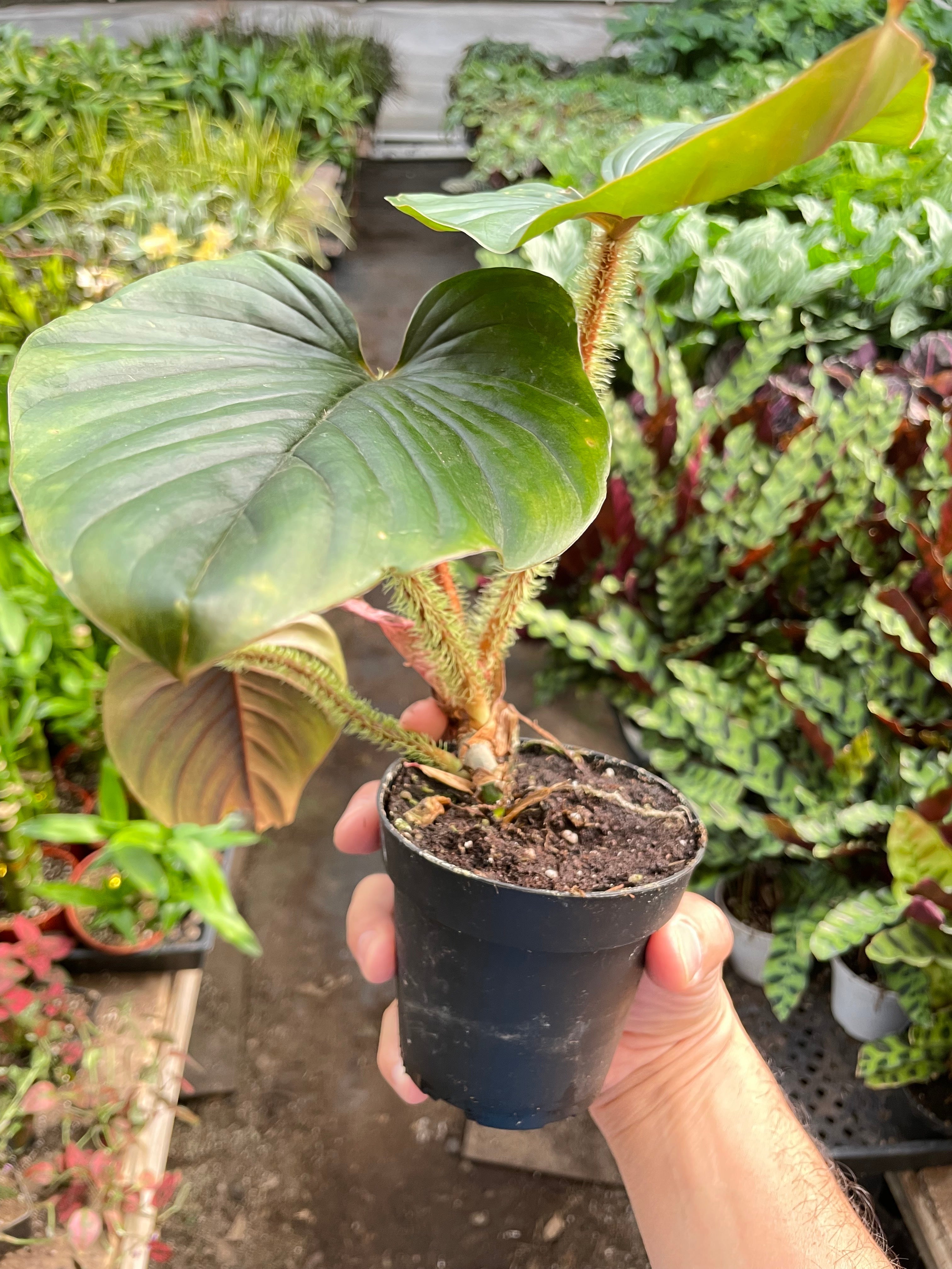 Philodendron 'Serpens' - Holiday Corner