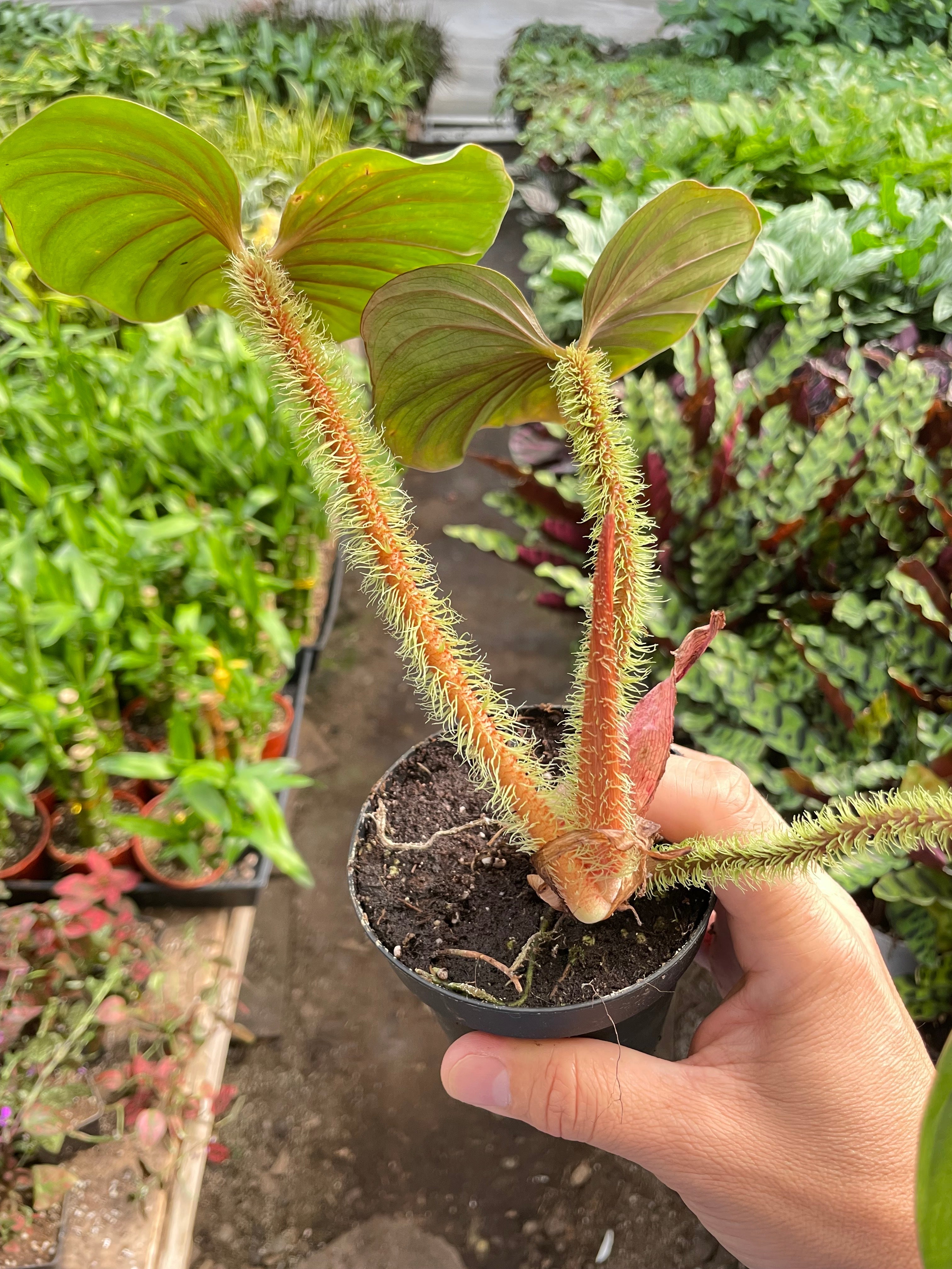 Philodendron 'Serpens' - Holiday Corner