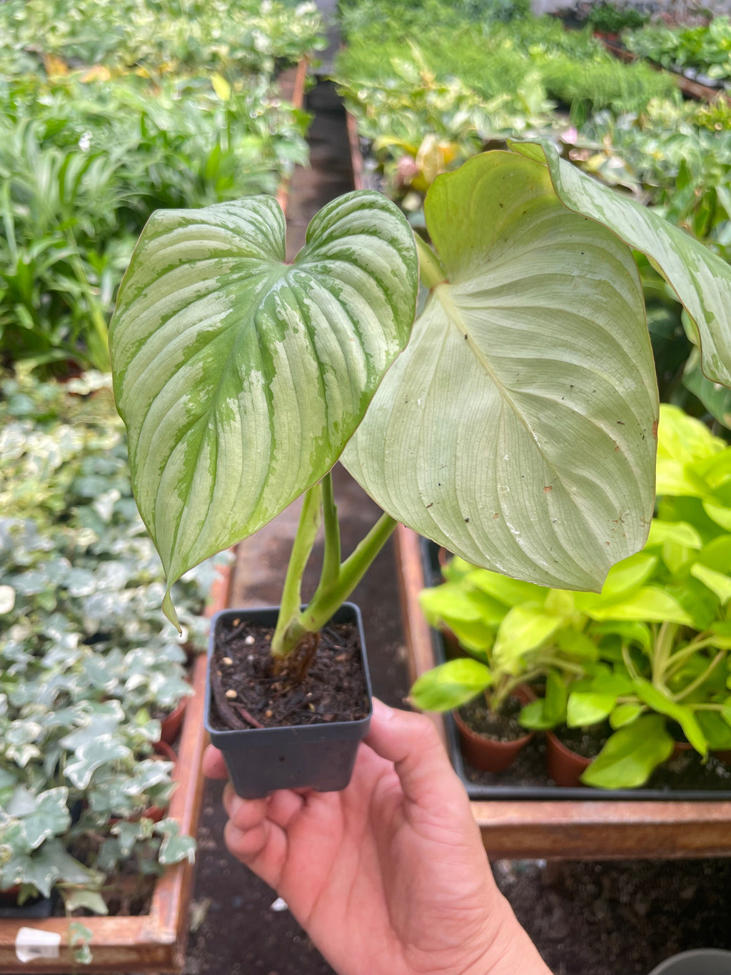 Philodendron 'Mamei' - Holiday Corner