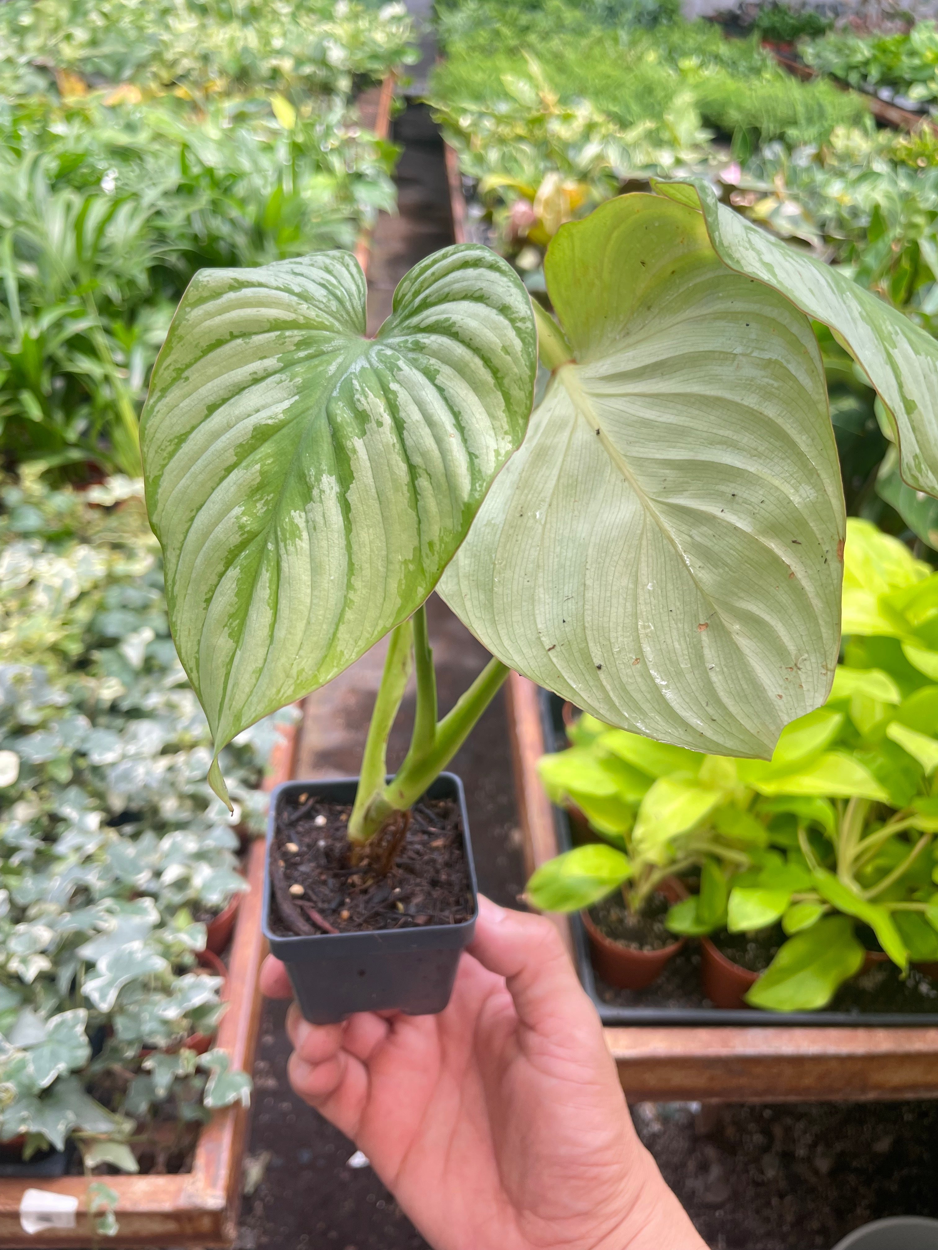 Philodendron 'Mamei' - Holiday Corner