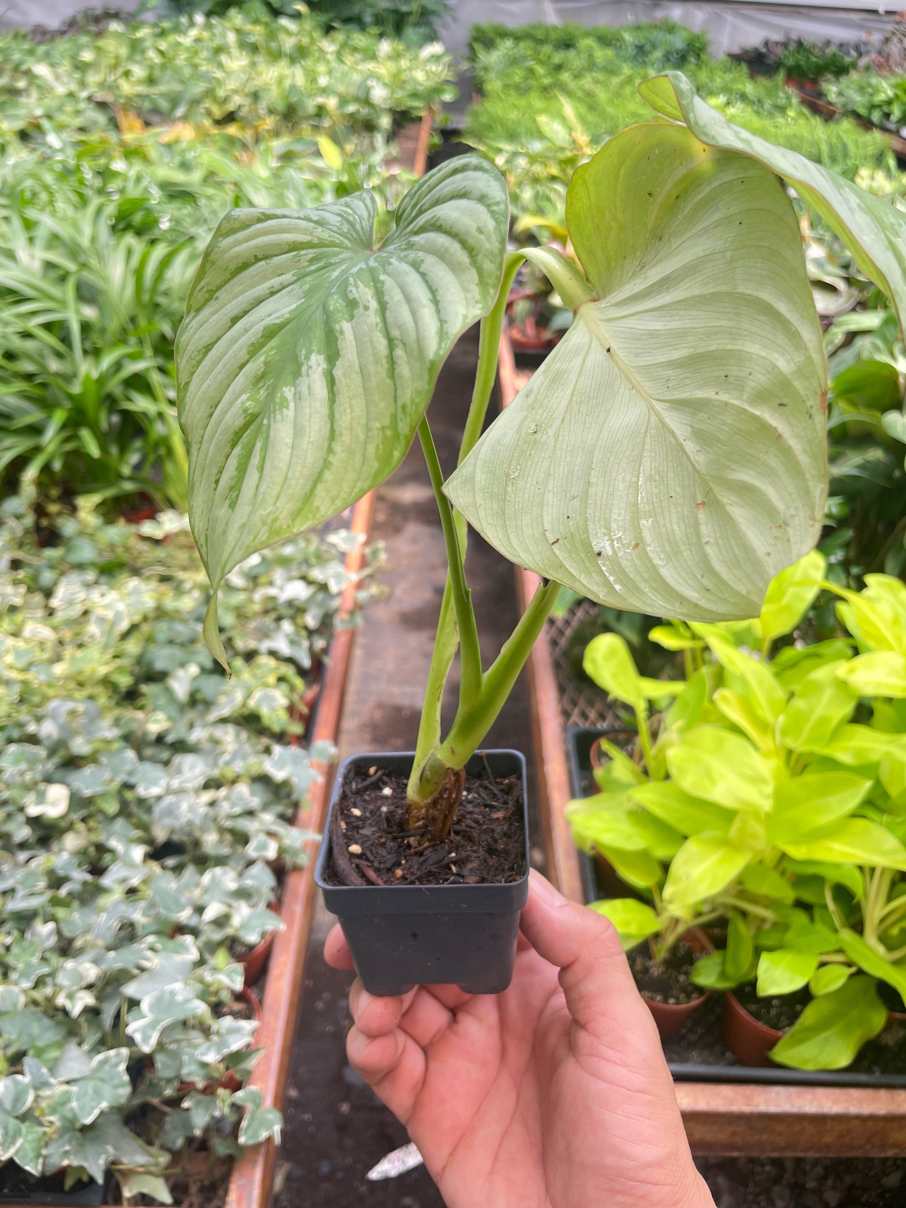 Philodendron 'Mamei' - Holiday Corner