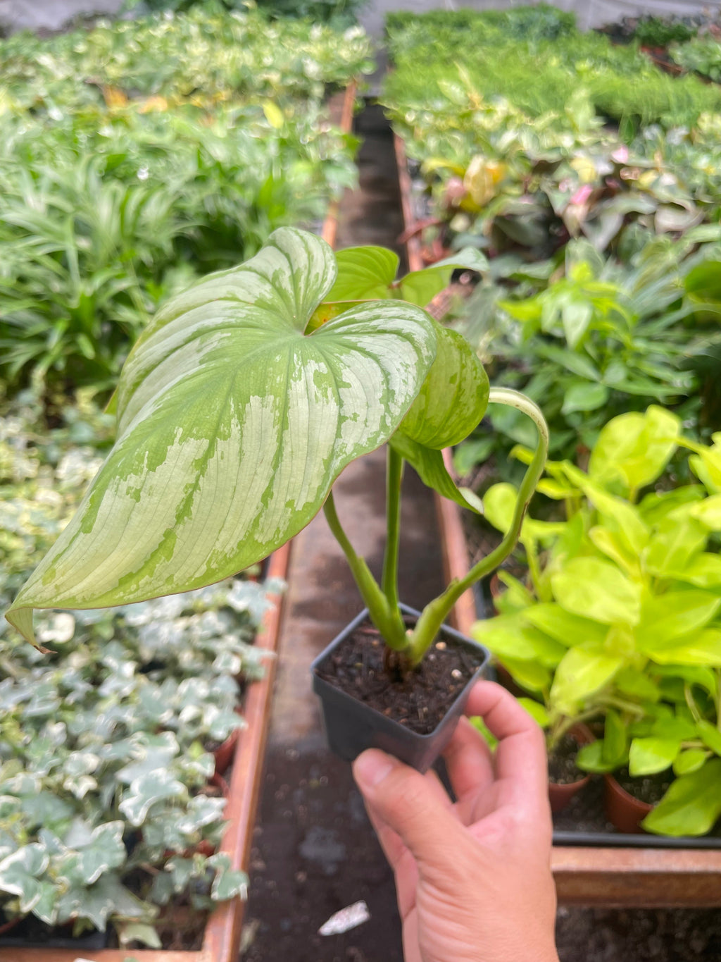 Philodendron 'Mamei' - Holiday Corner
