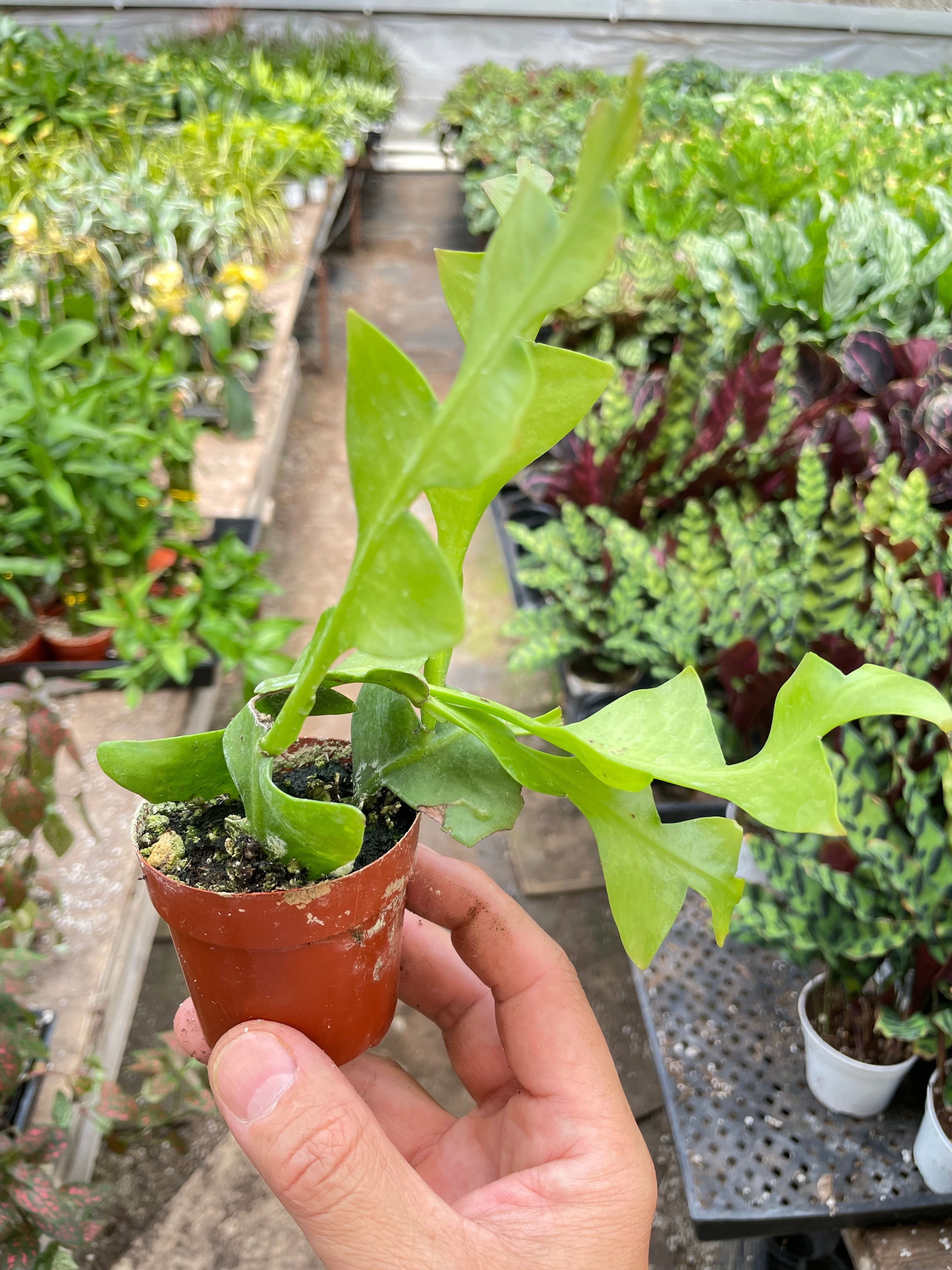 Shark Tooth Orchid Cactus - Holiday Corner