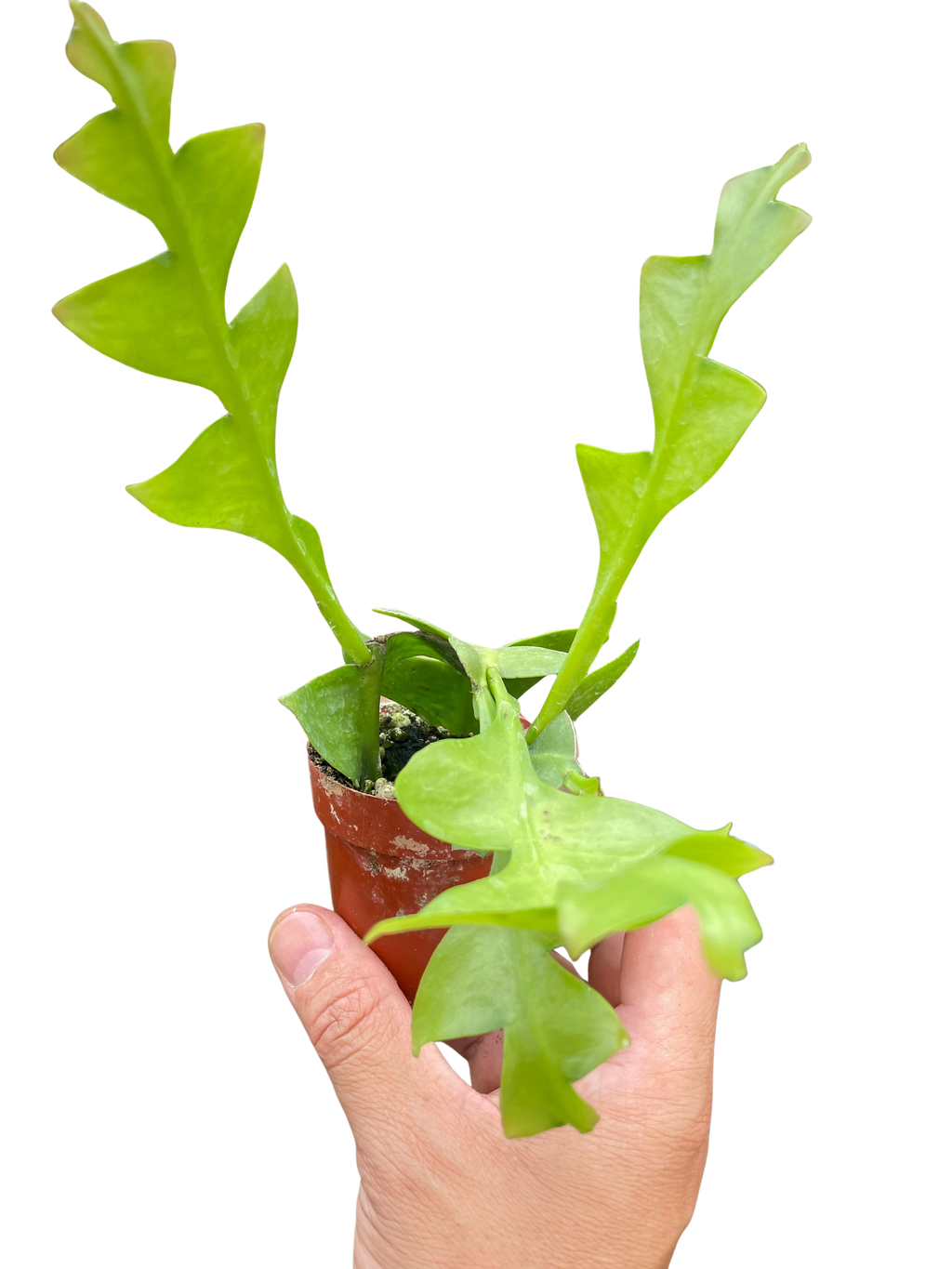 Shark Tooth Orchid Cactus - Holiday Corner