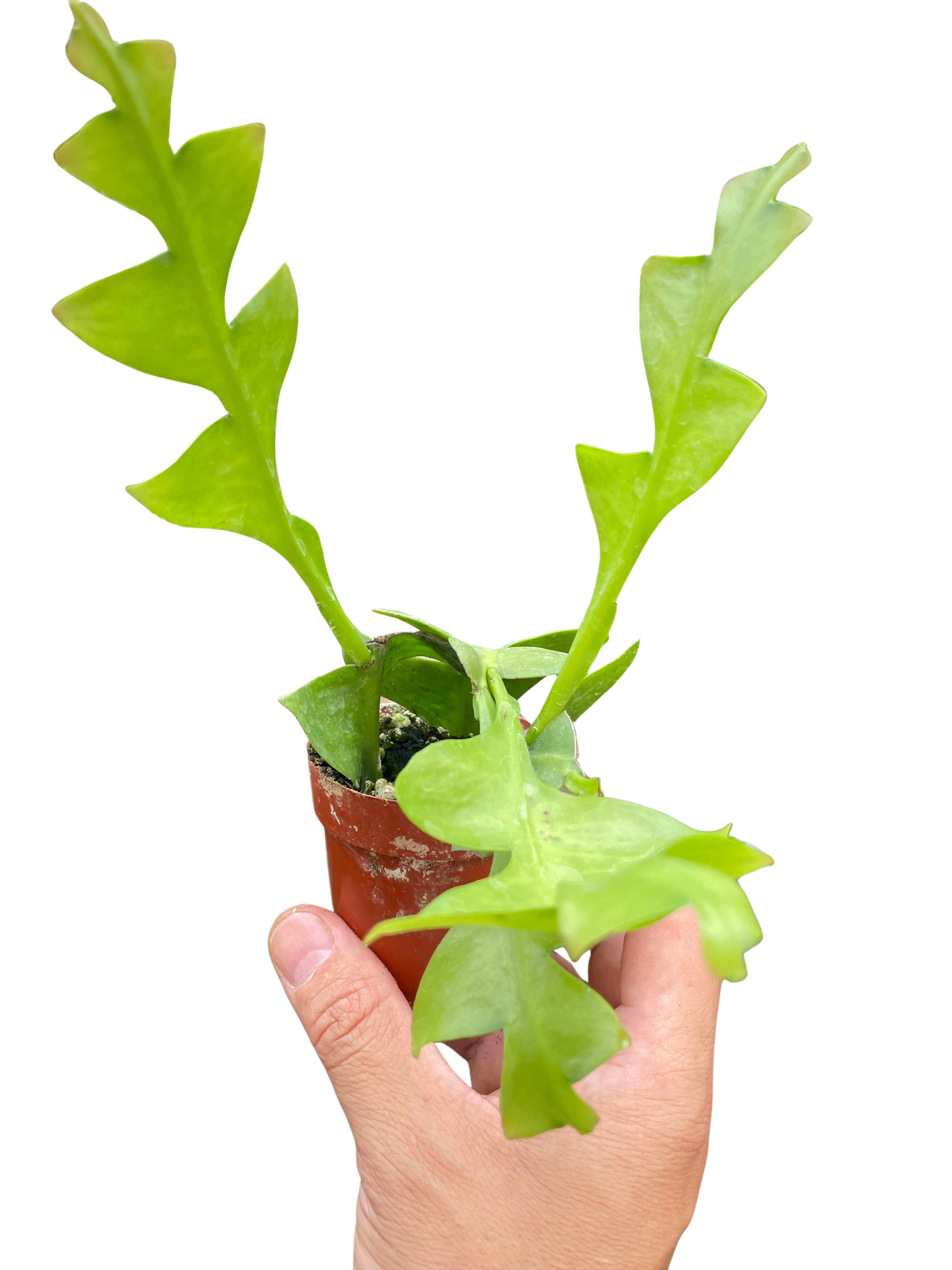Shark Tooth Orchid Cactus - Holiday Corner
