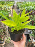 Philodendron 'Calkins Gold' - Holiday Corner