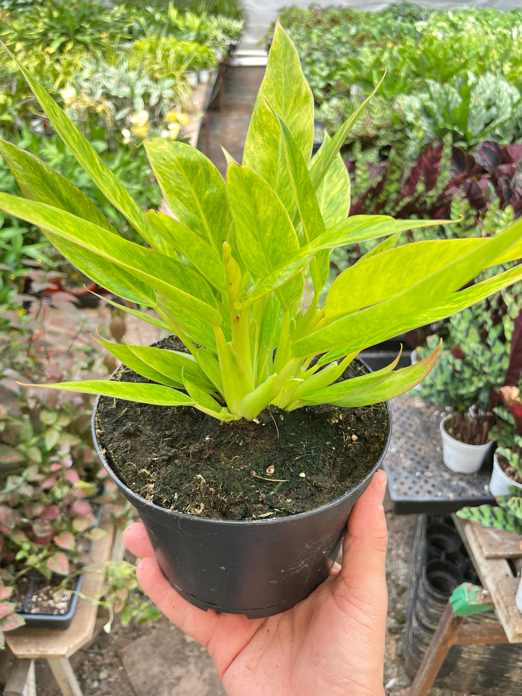 Philodendron 'Calkins Gold' - Holiday Corner
