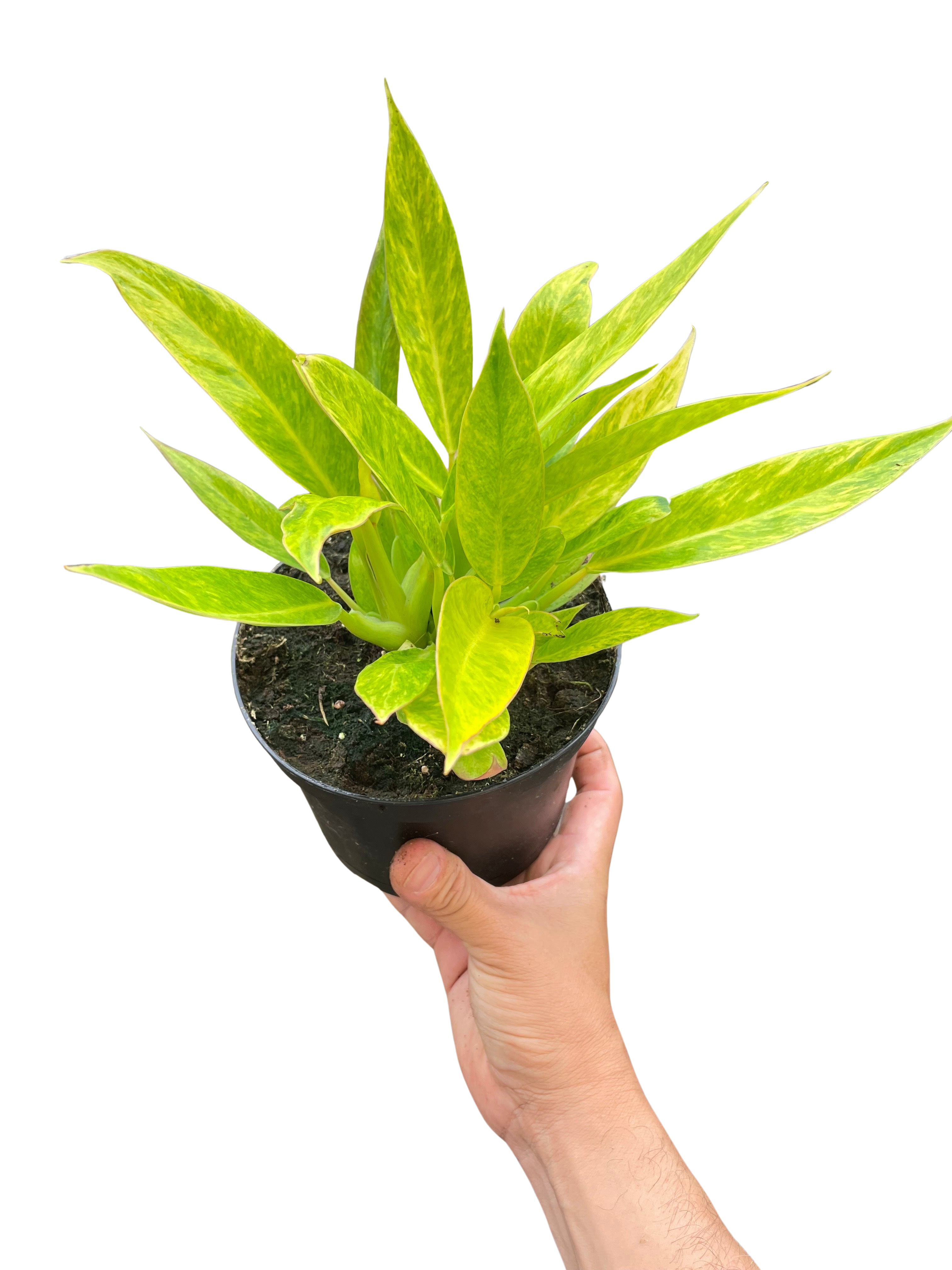 Philodendron 'Calkins Gold' - Holiday Corner