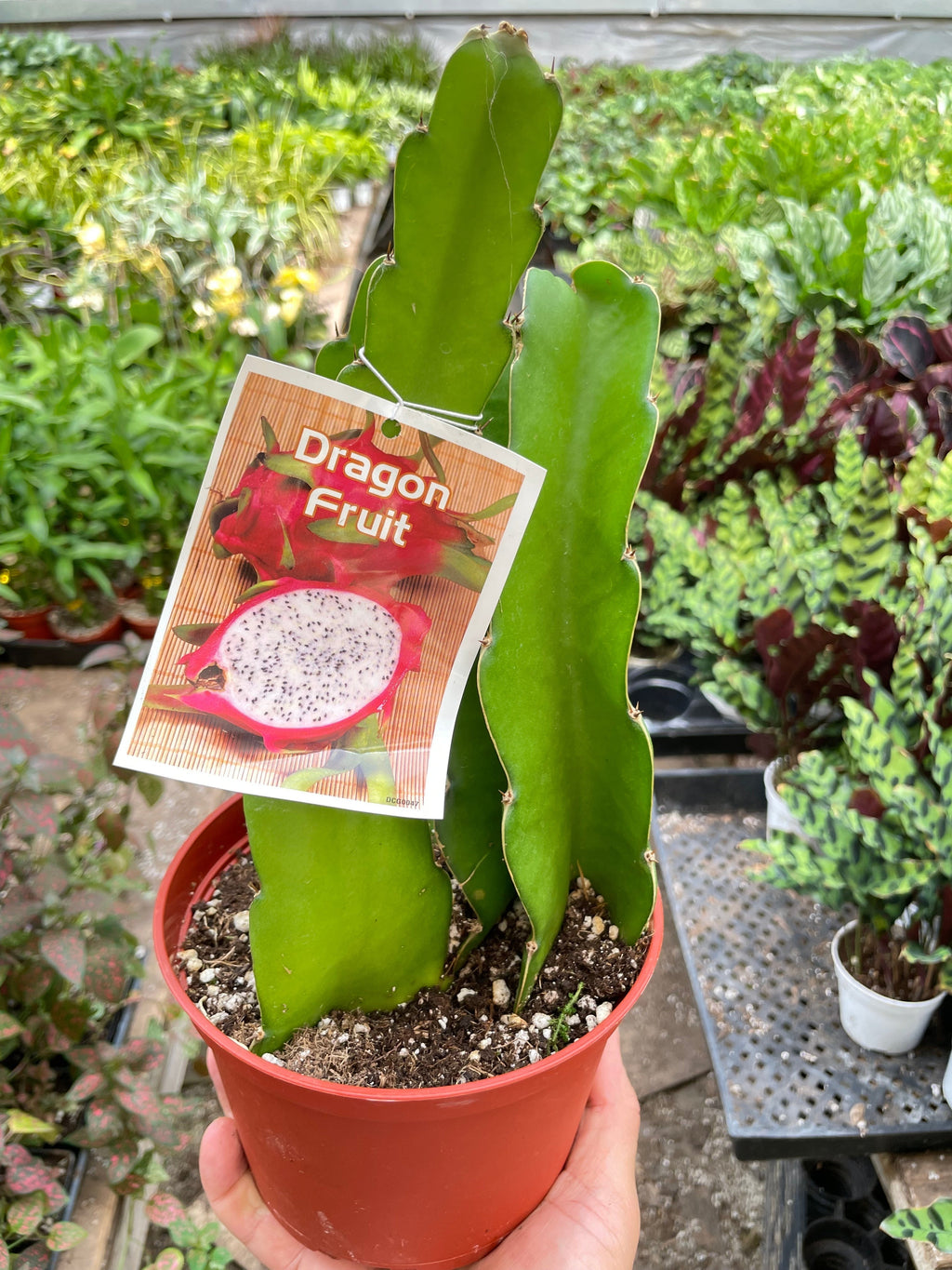 Dragon Fruit - Holiday Corner