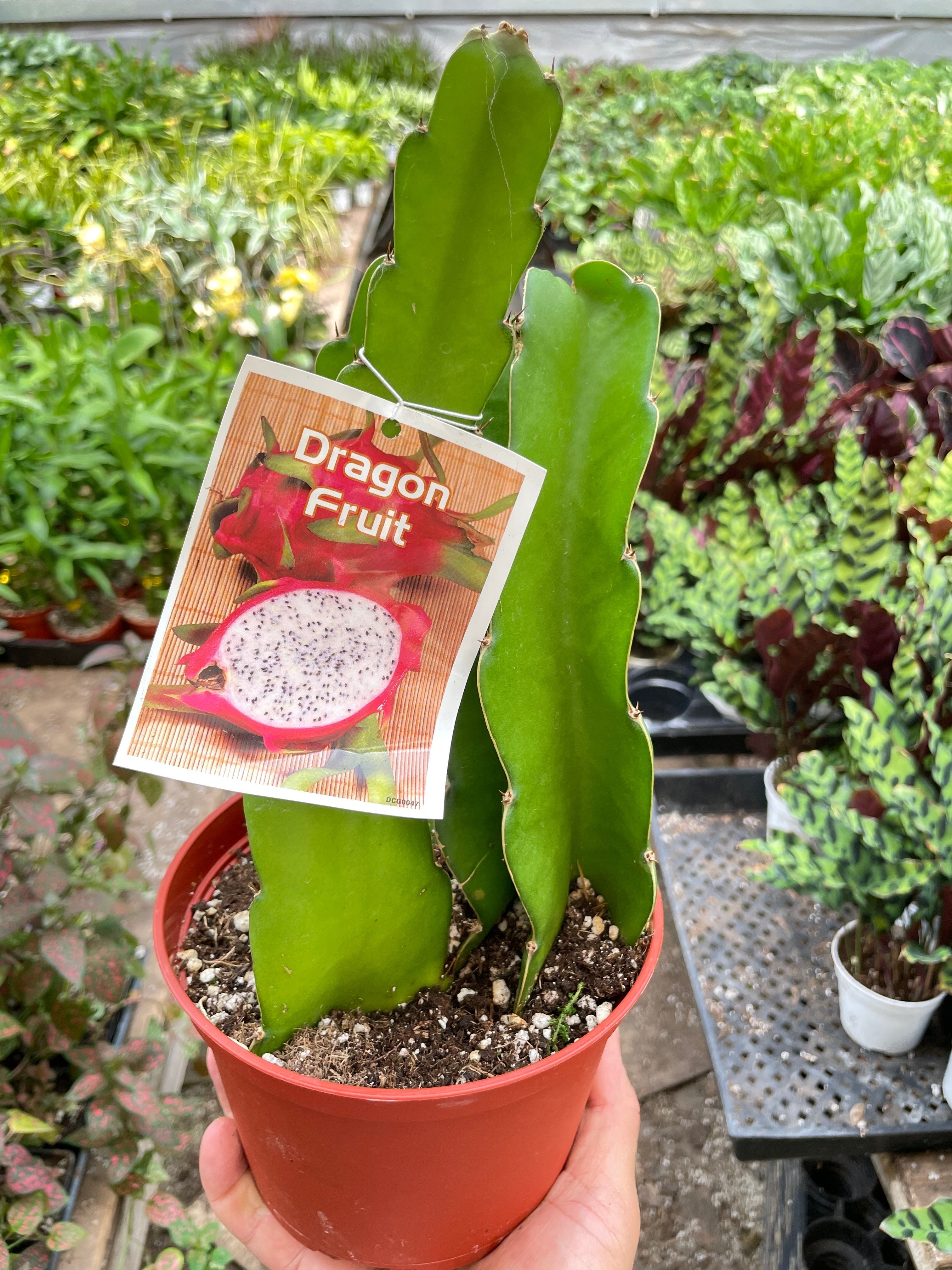 Dragon Fruit - Holiday Corner