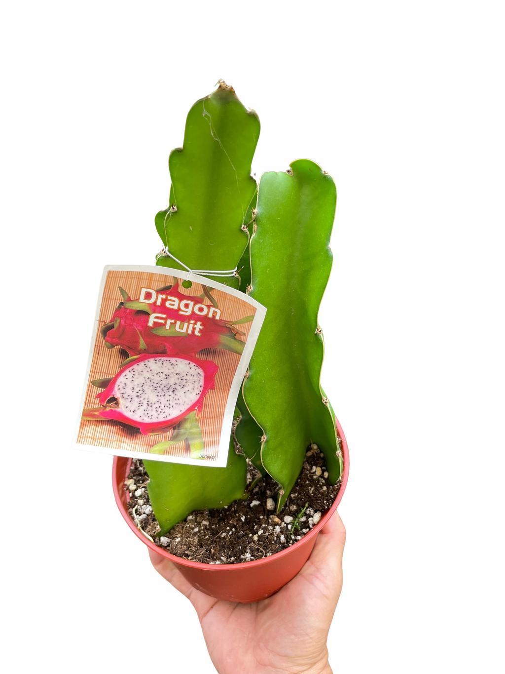 Dragon Fruit - Holiday Corner