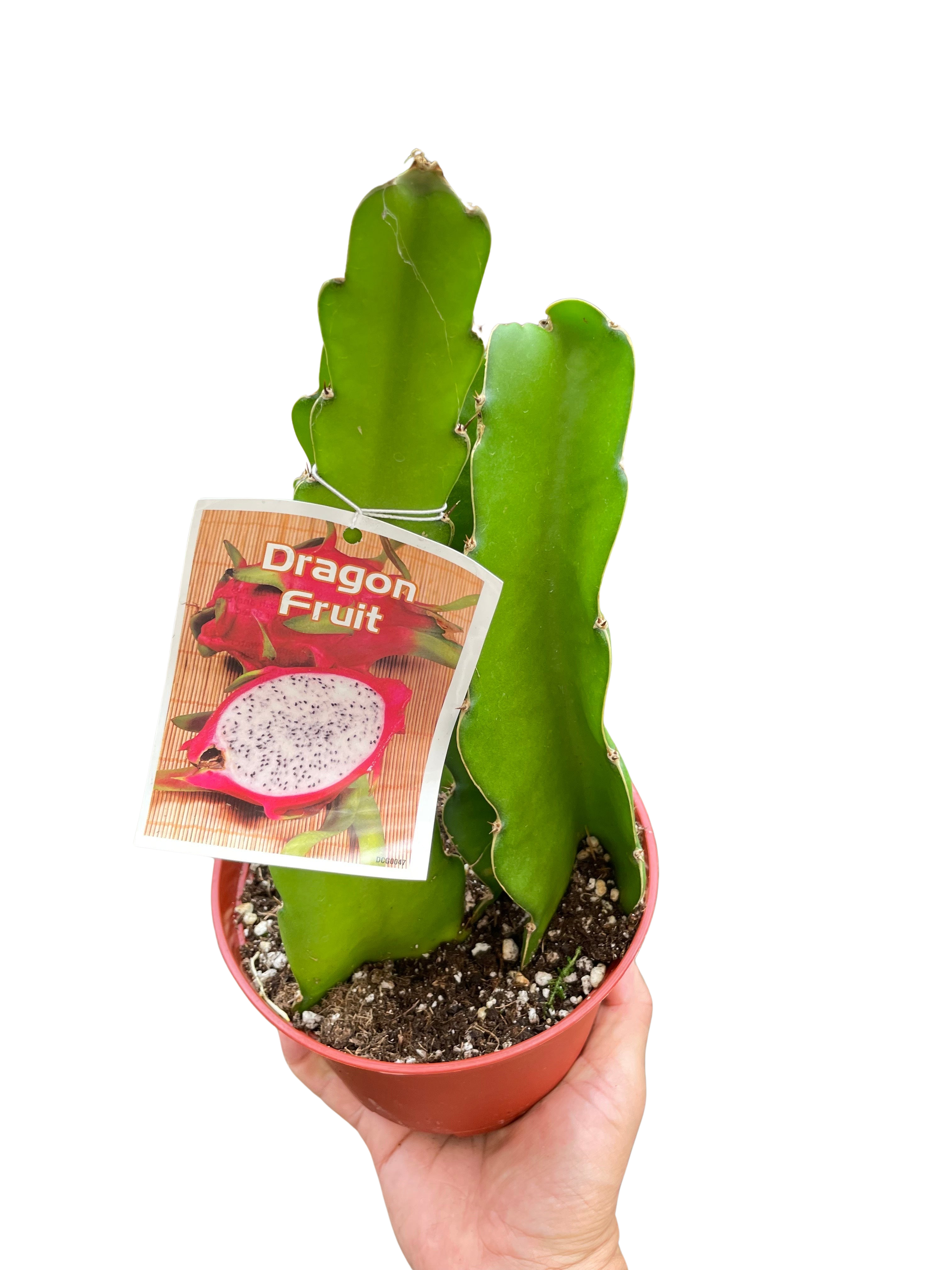 Dragon Fruit - Holiday Corner