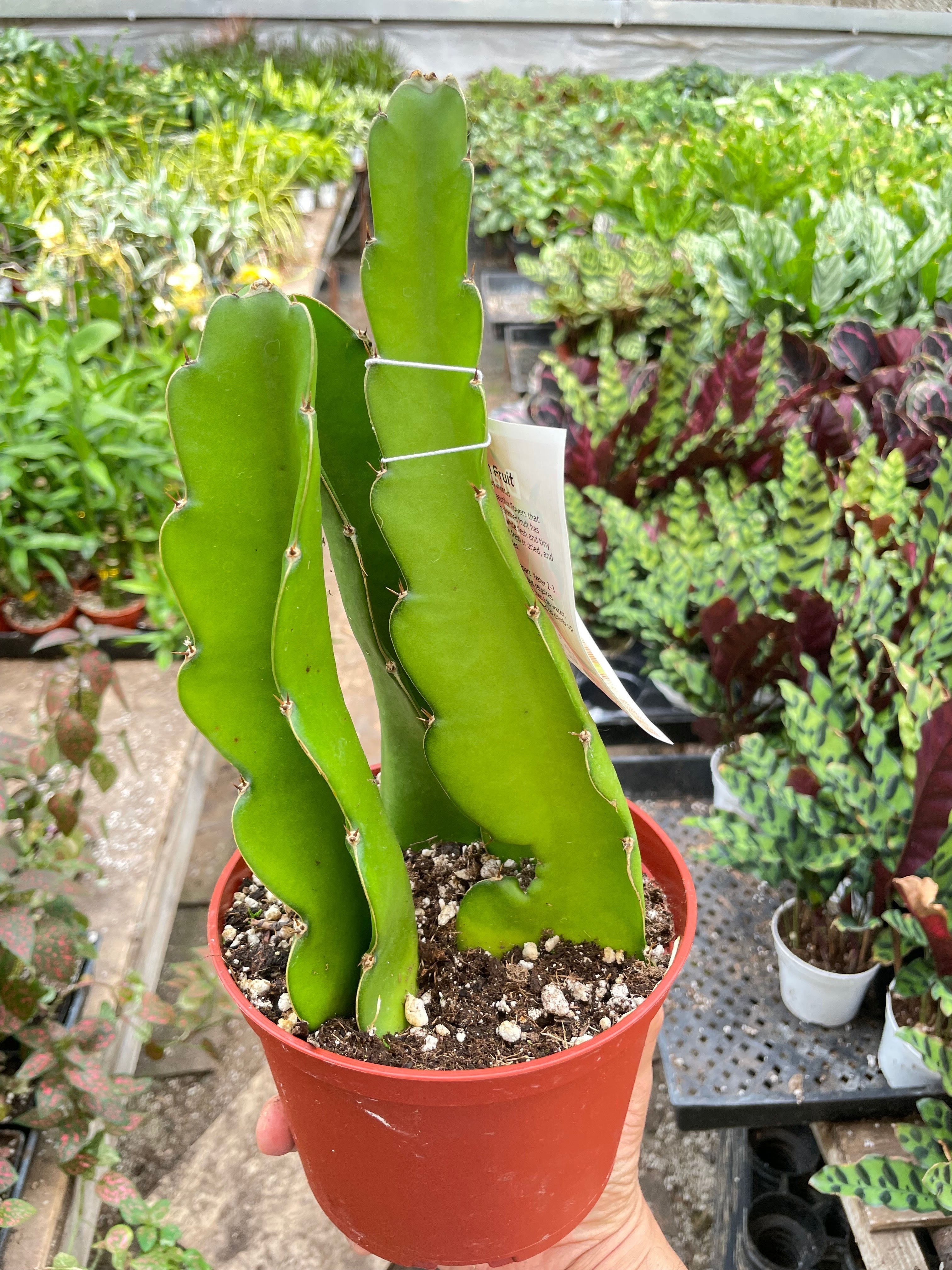 Dragon Fruit - Holiday Corner