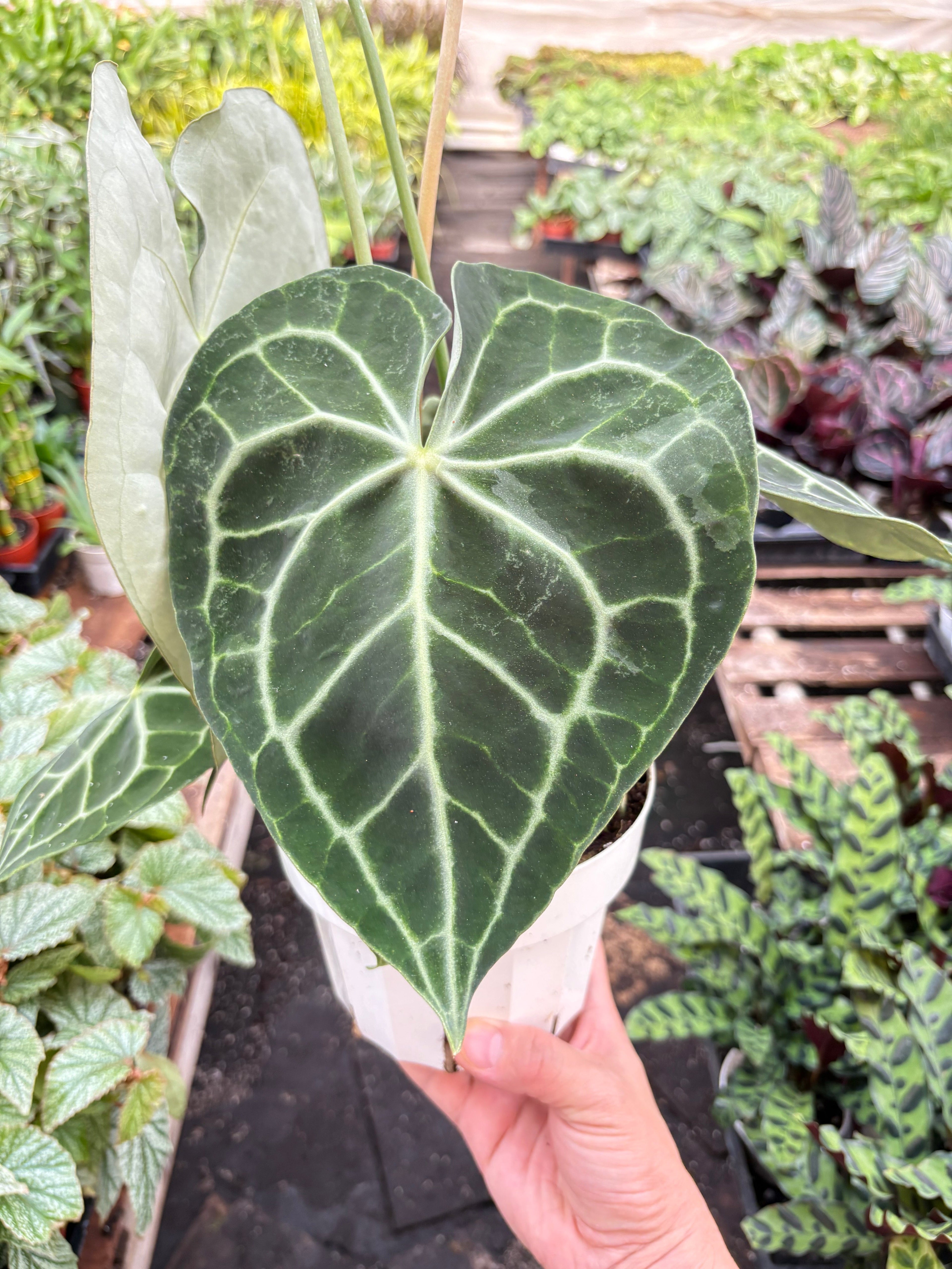 Anthurium 'Clarinervium' - Holiday Corner