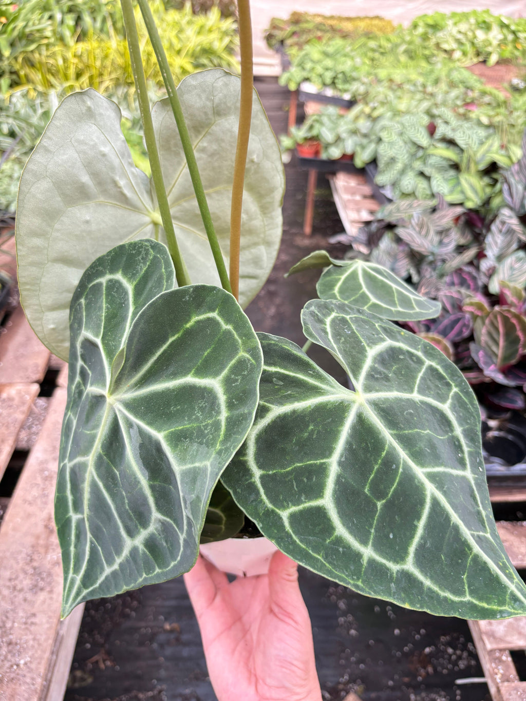 Anthurium 'Clarinervium' - Holiday Corner