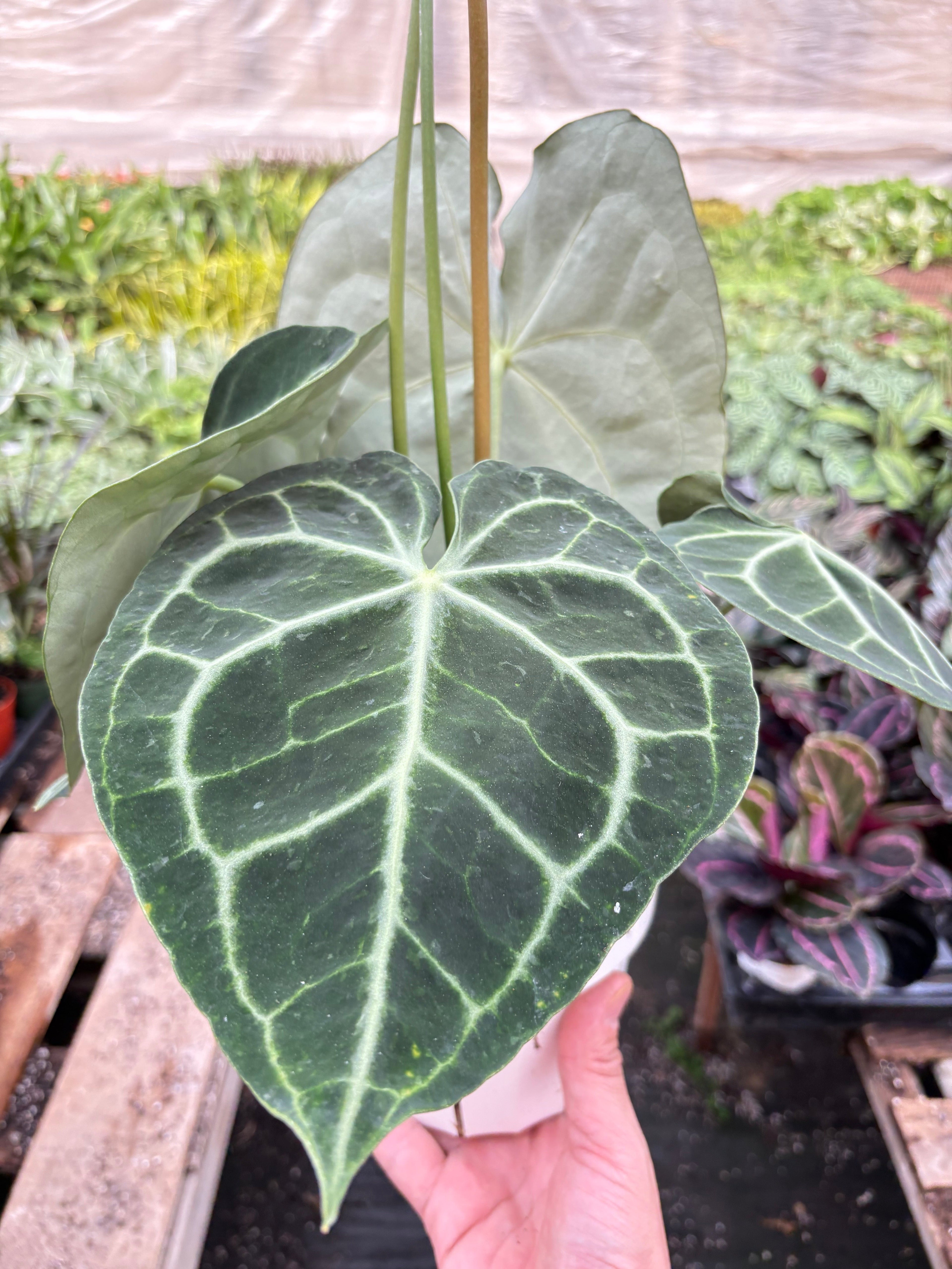Anthurium 'Clarinervium' - Holiday Corner