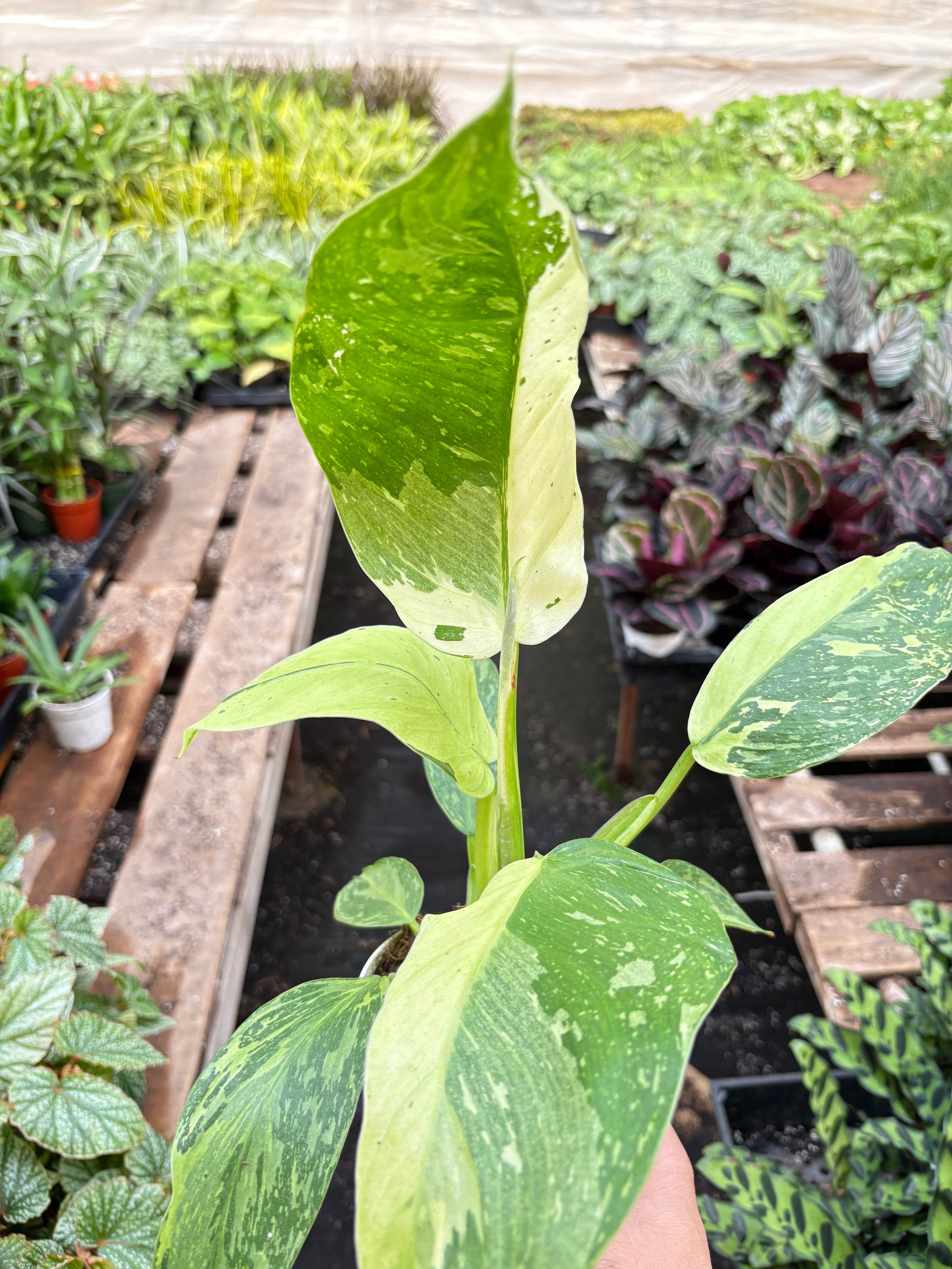 Philodendron Jose Bueno - Holiday Corner