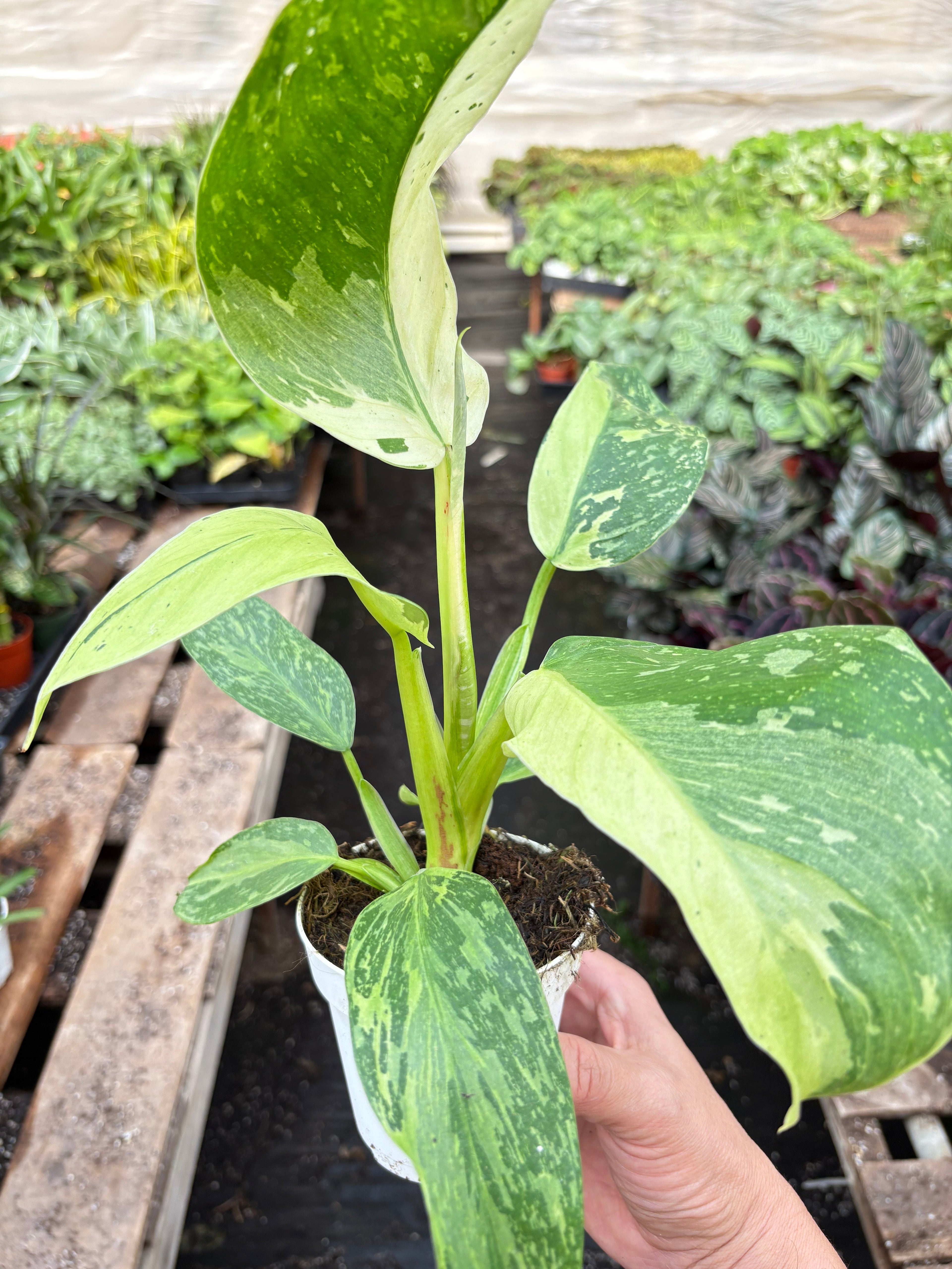 Philodendron Jose Bueno - Holiday Corner