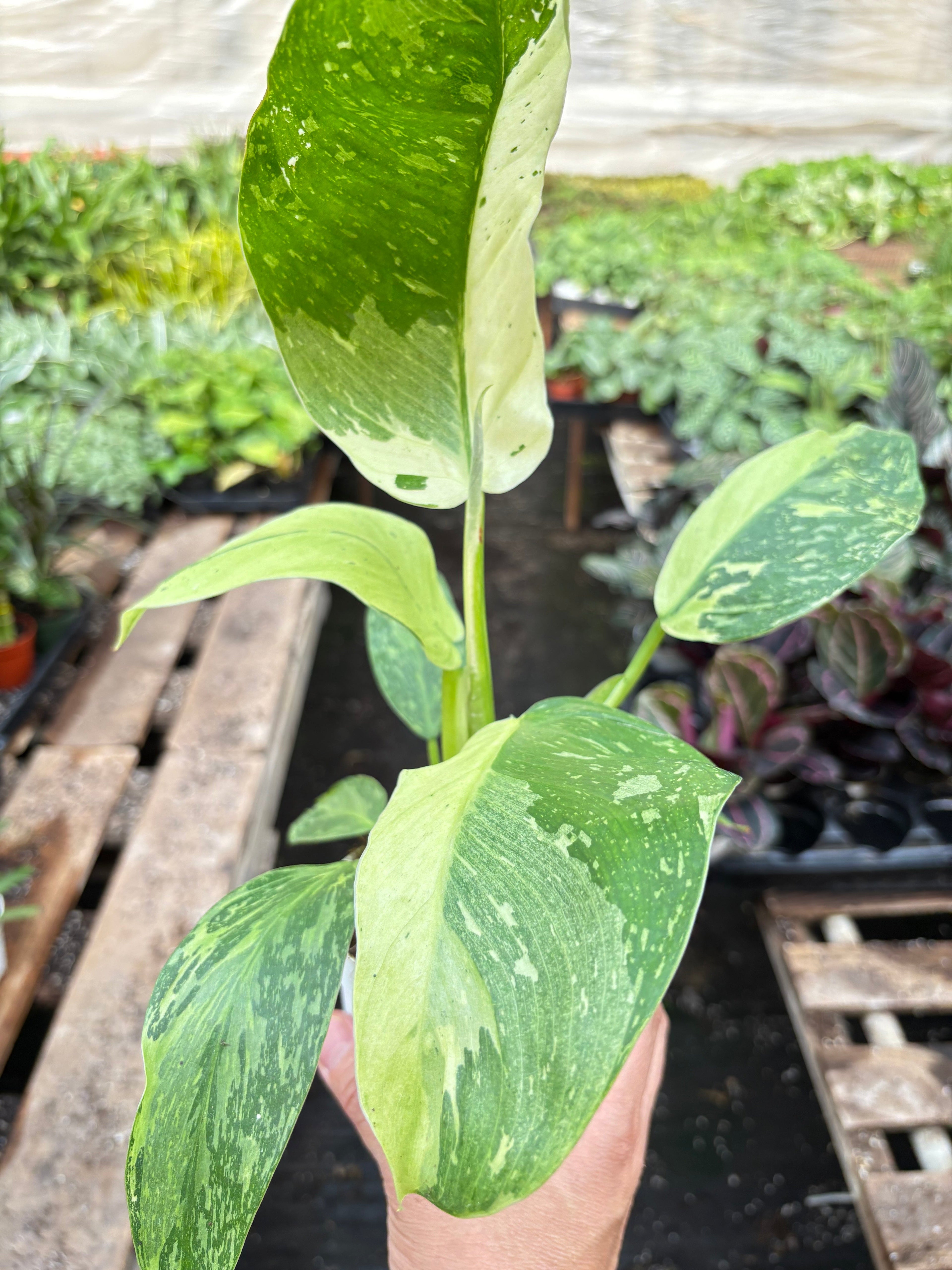 Philodendron Jose Bueno - Holiday Corner